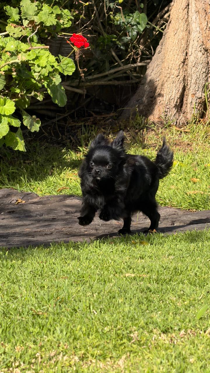 Pedro, chihuahua negro de pelo largo de Mar del Plata