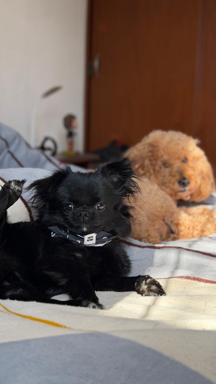 Pedro, foto 2