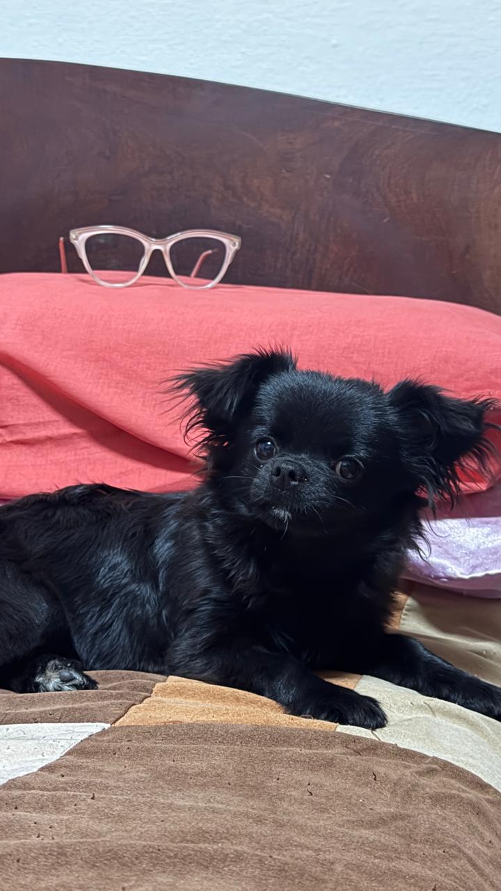 Pedro, foto 3