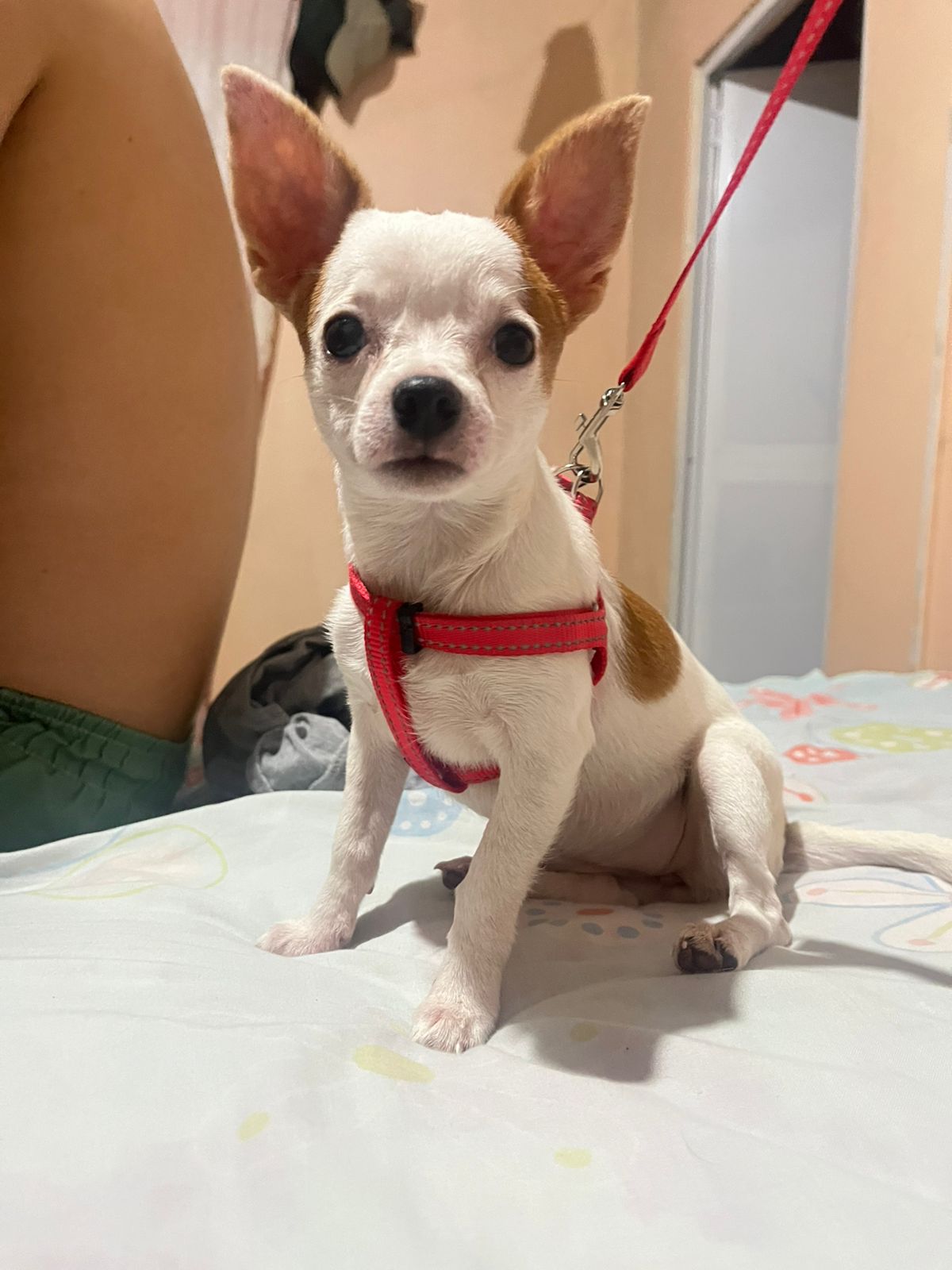 Mia Mackliff, chihuahua blanca con café, retratada de perfil