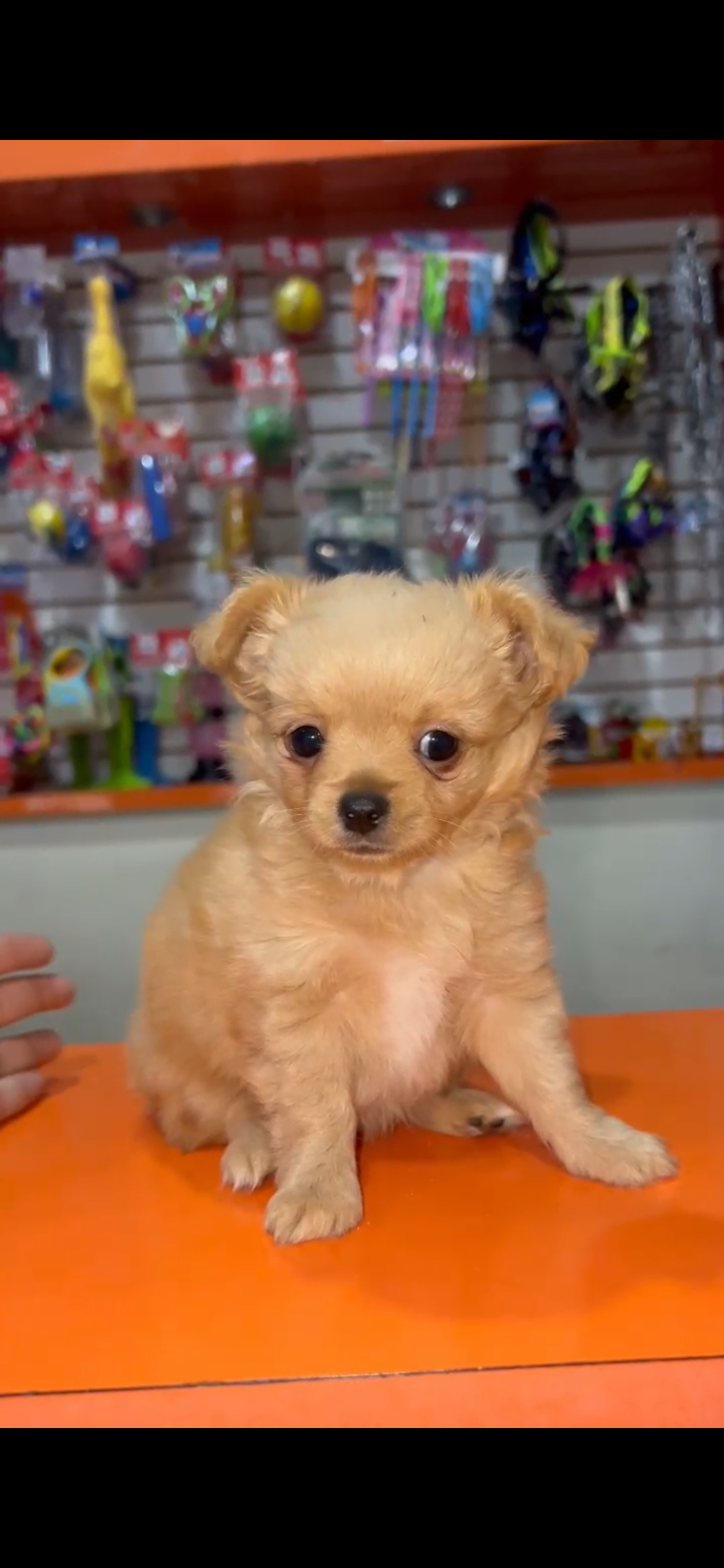 Bimba, chihuahua color caramelo de pelo largo, hembra