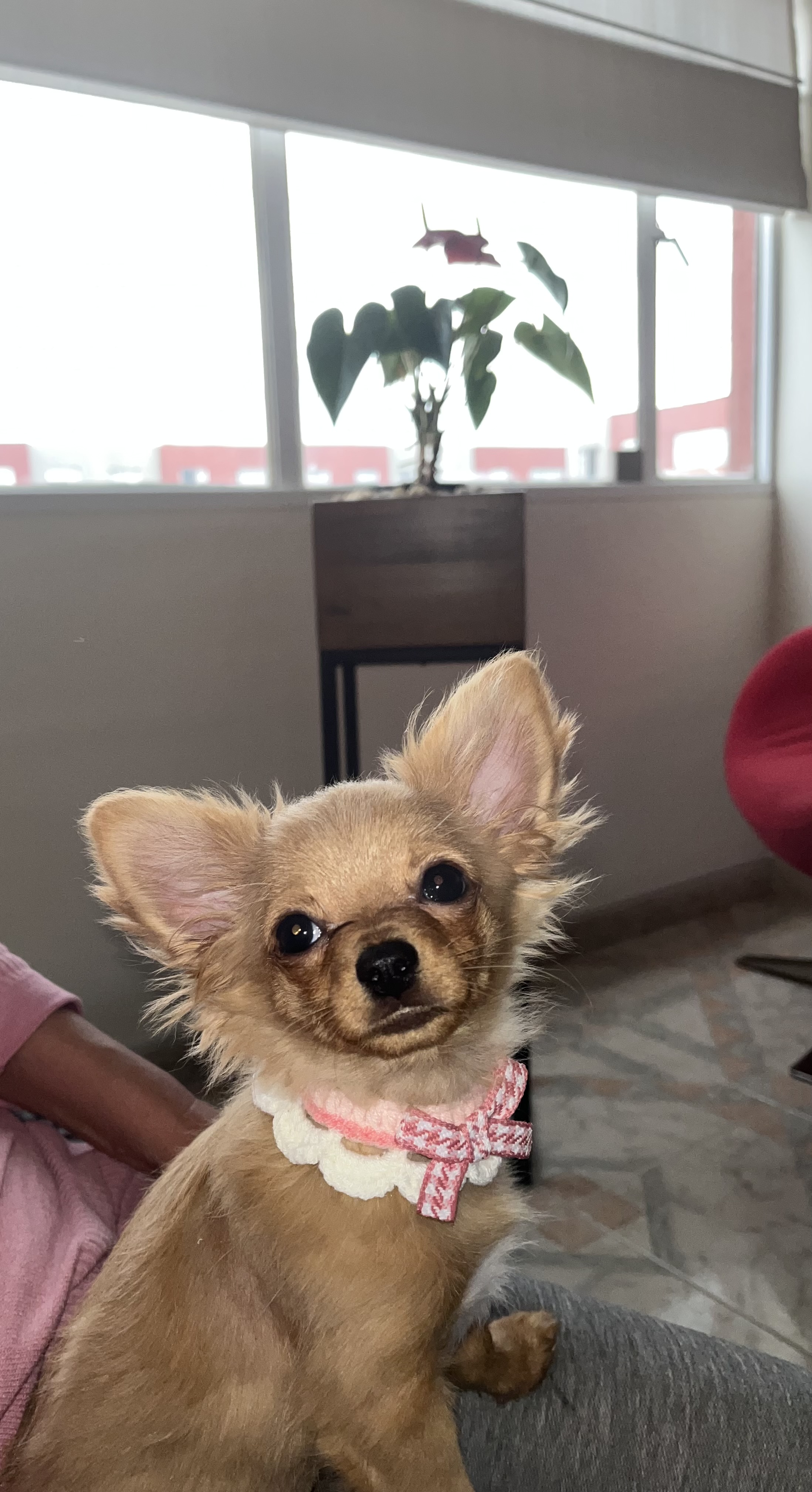 Bimba, foto 2