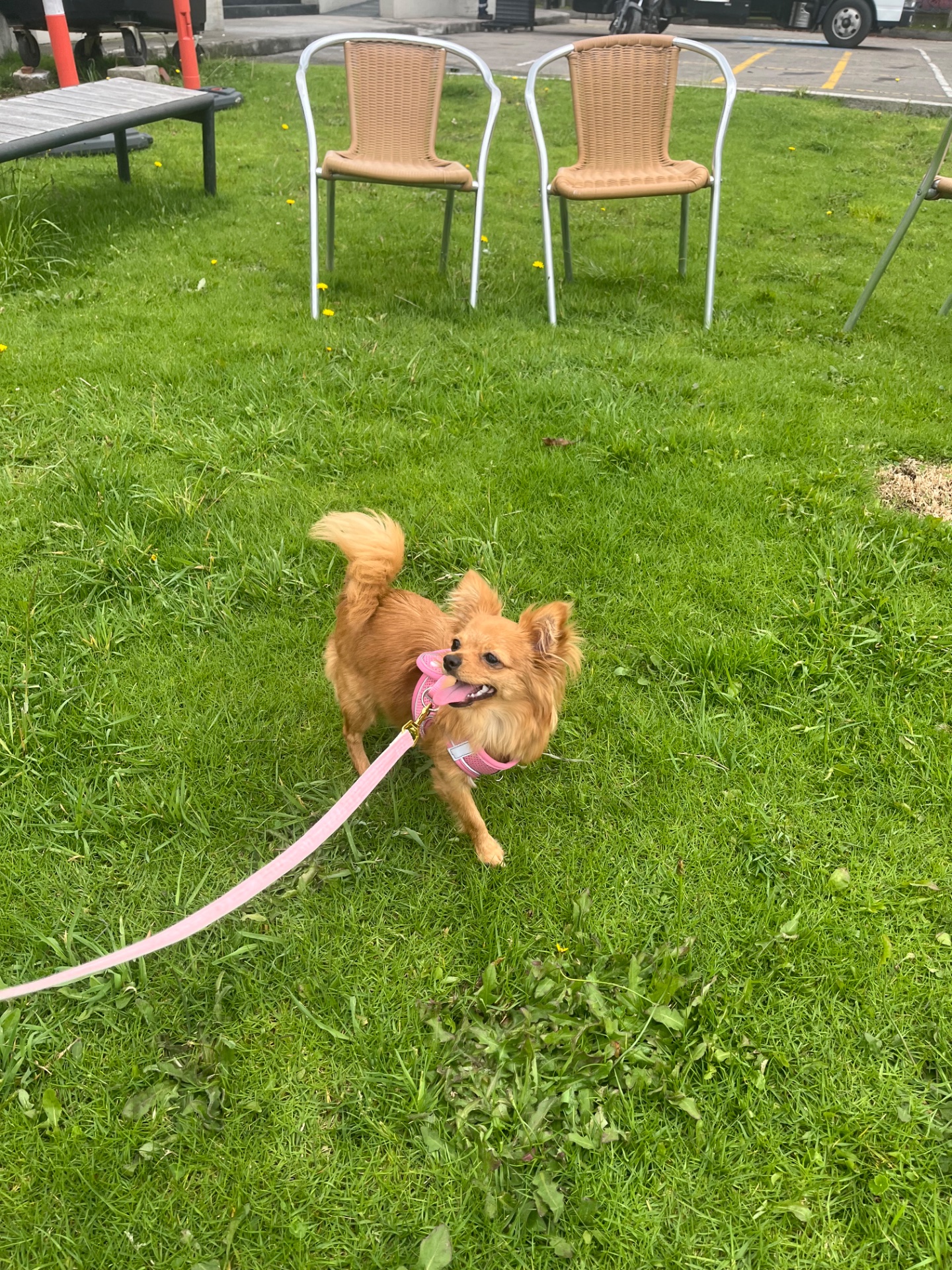 Bimba, foto 3
