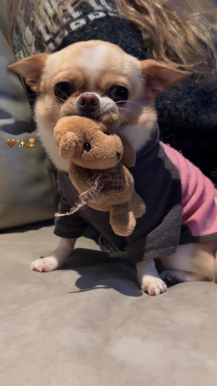 Herita Verita, chihuahua blanca con caramelo, hembra de pelo corto