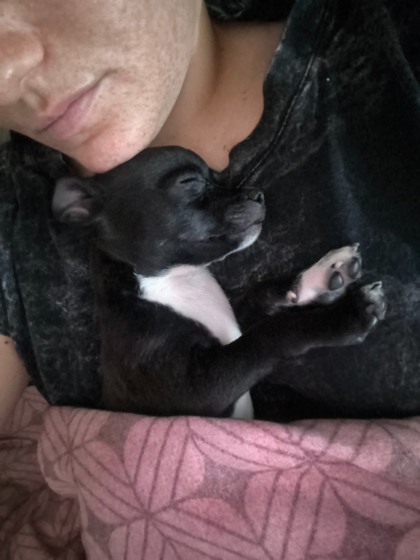 Drako, chihuahua negro y blanco, cabeza de manzana, pelo corto