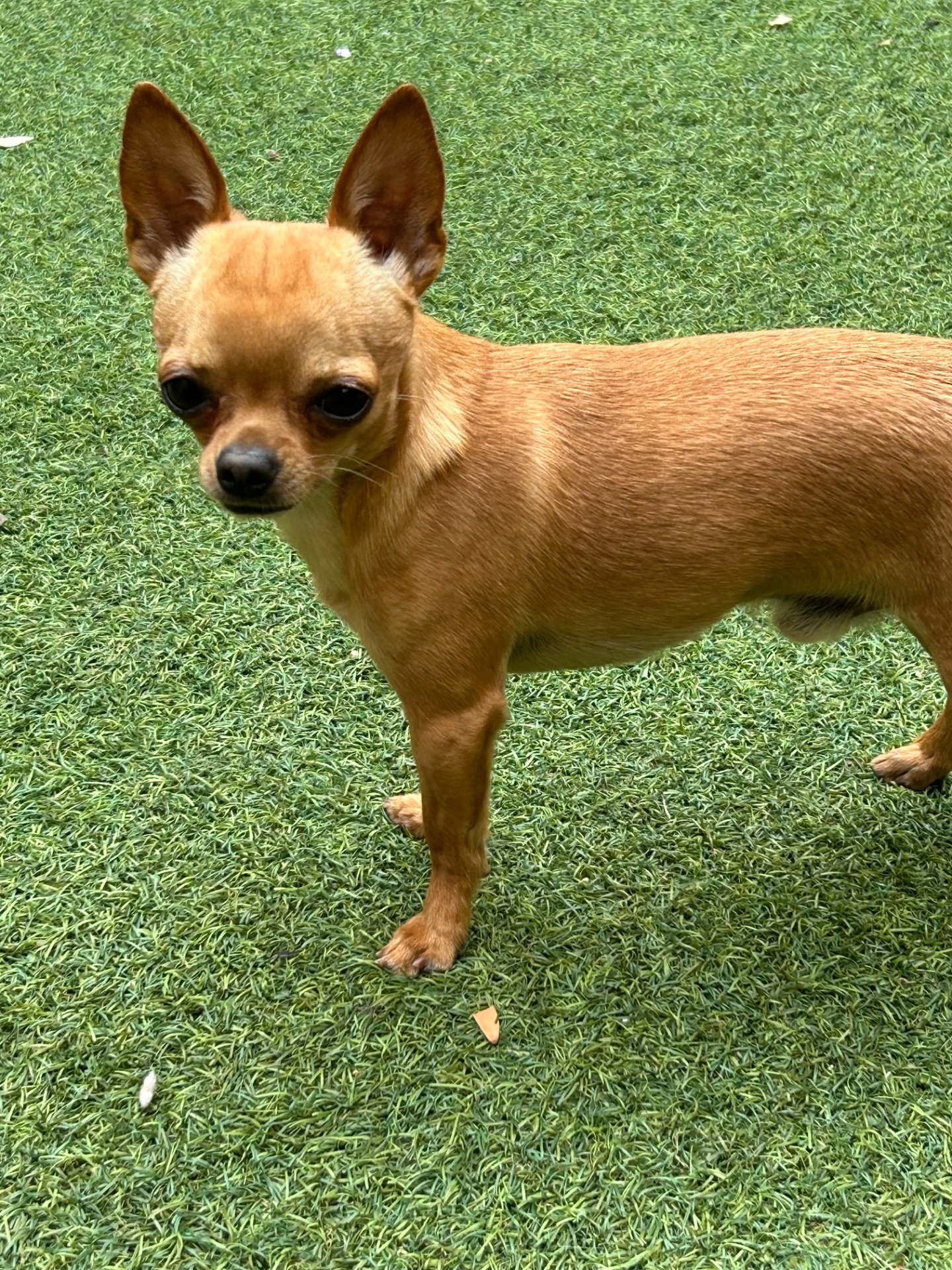 Wilson, chihuahua color caramelo, cabeza de manzana, pelo corto