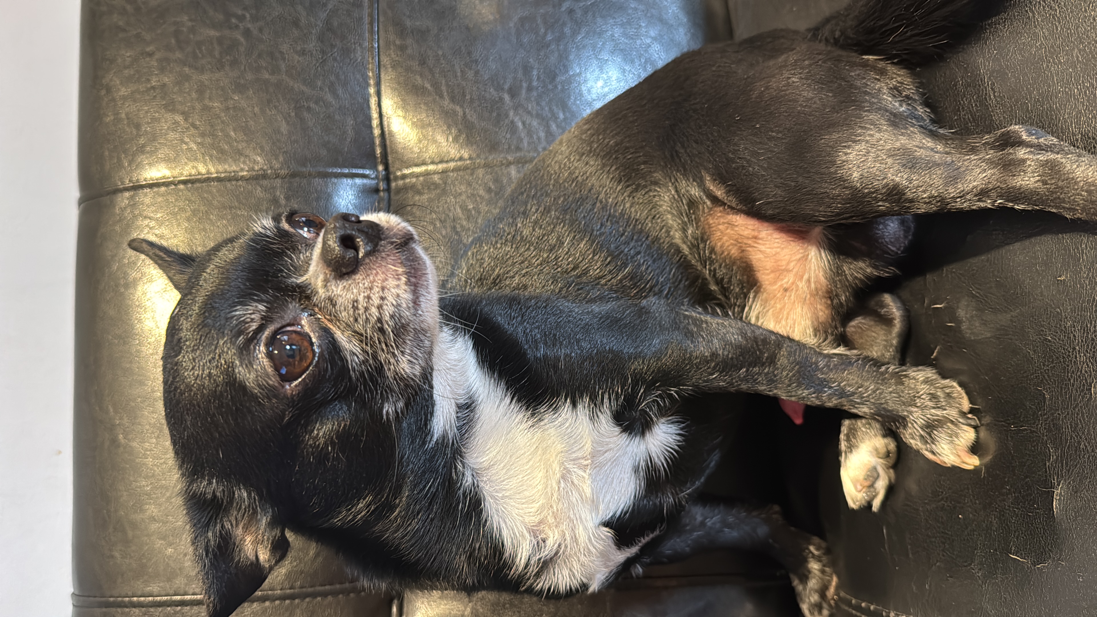 Romeo, chihuahua negro de Buenos Aires, cabeza de manzana, pelo corto