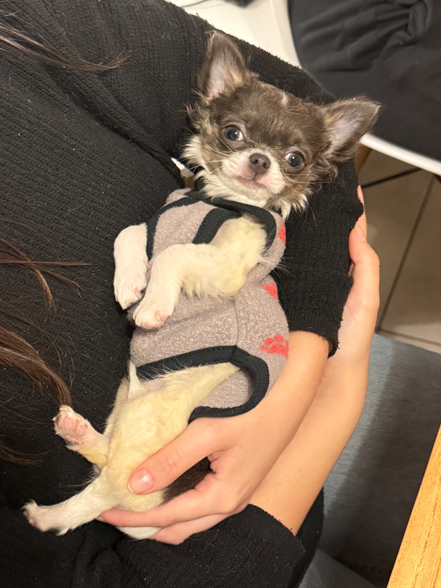 Teresa, chihuahua blanca y gris de pelo largo, cabeza de manzana