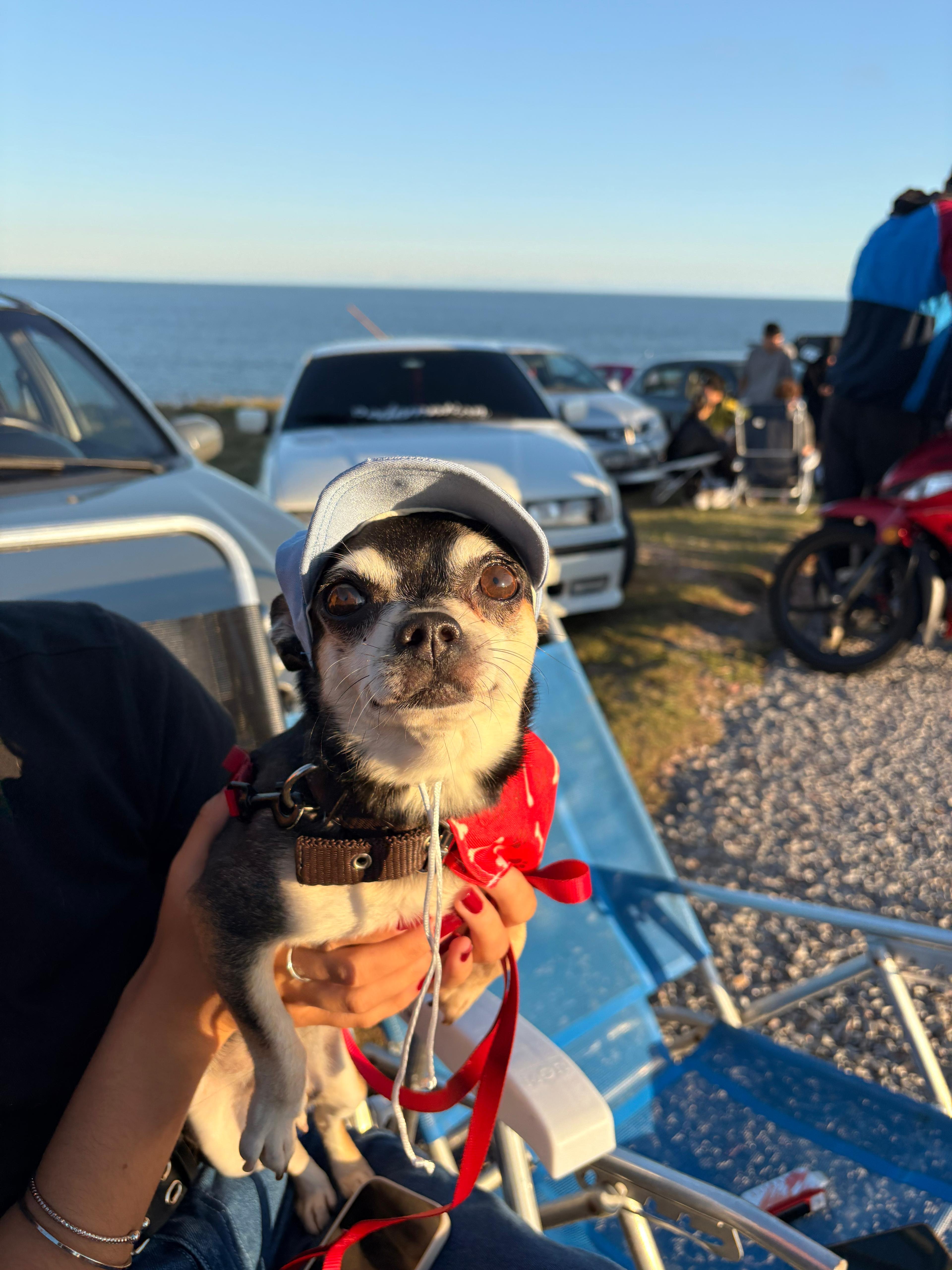 Tony Montana, chihuahua negro con blanco, cabeza de manzana, pelo corto