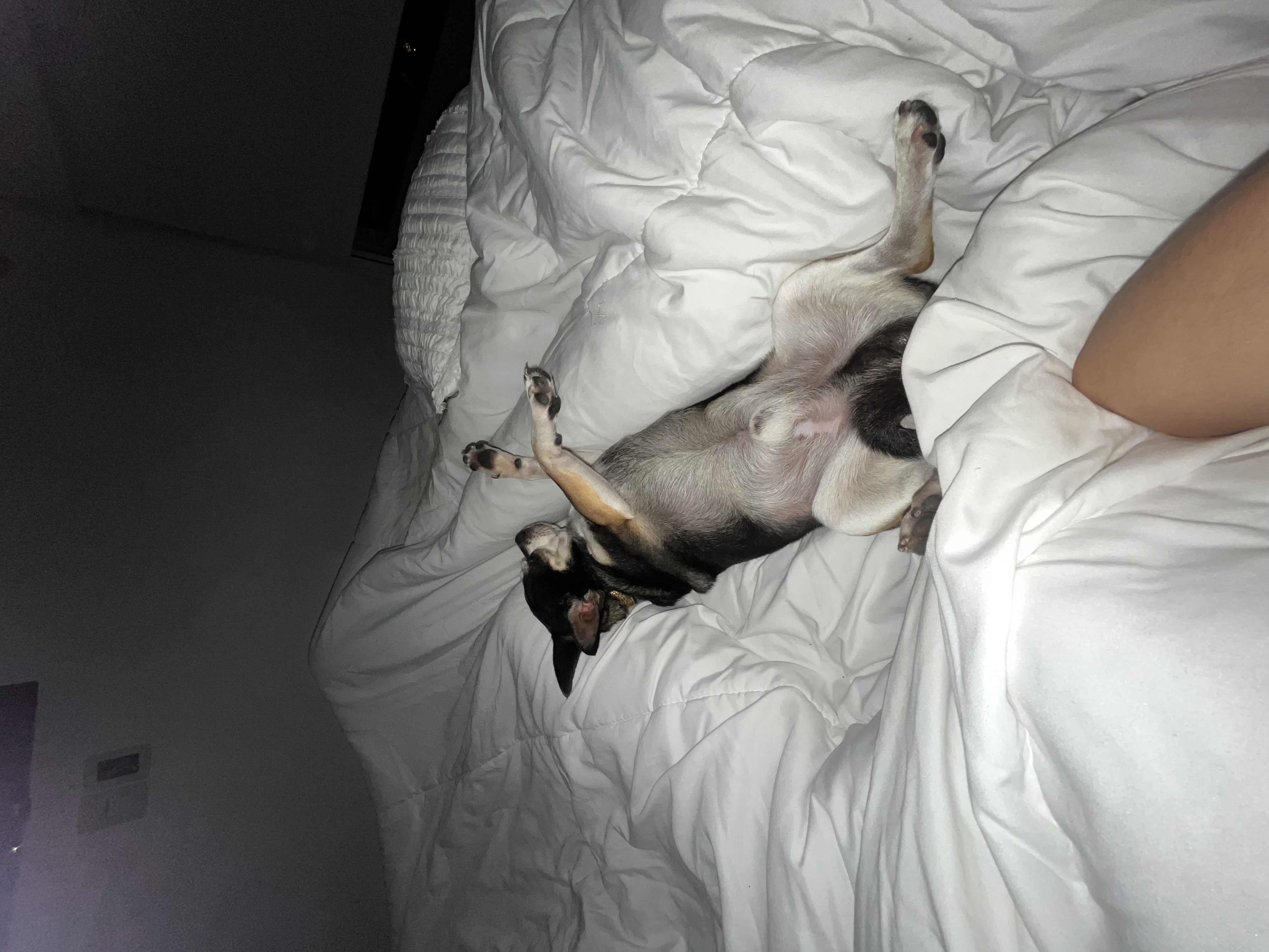 Tony Montana, foto 2