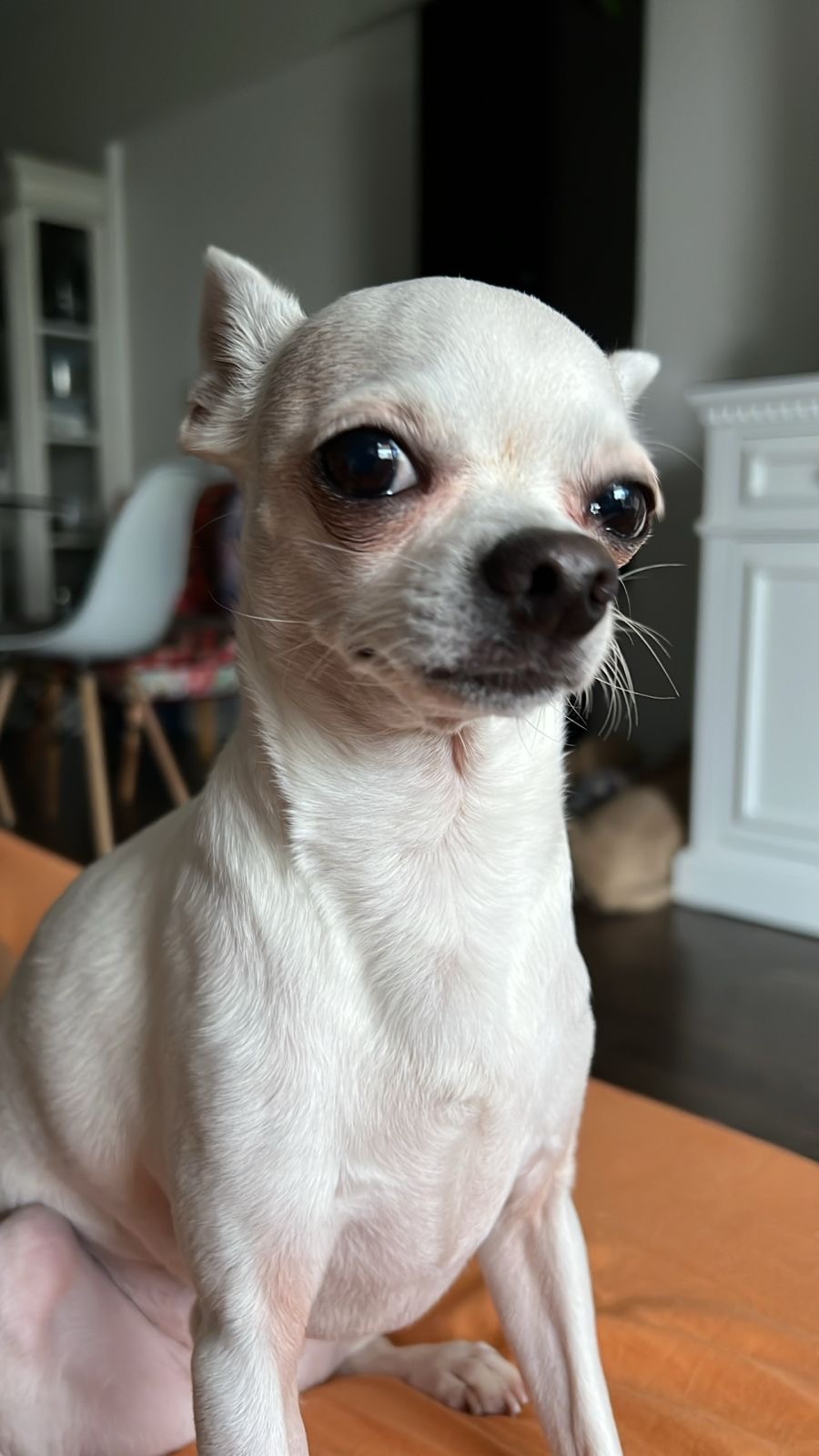 Luke, chihuahua blanco de pelo corto, cabeza de manzana
