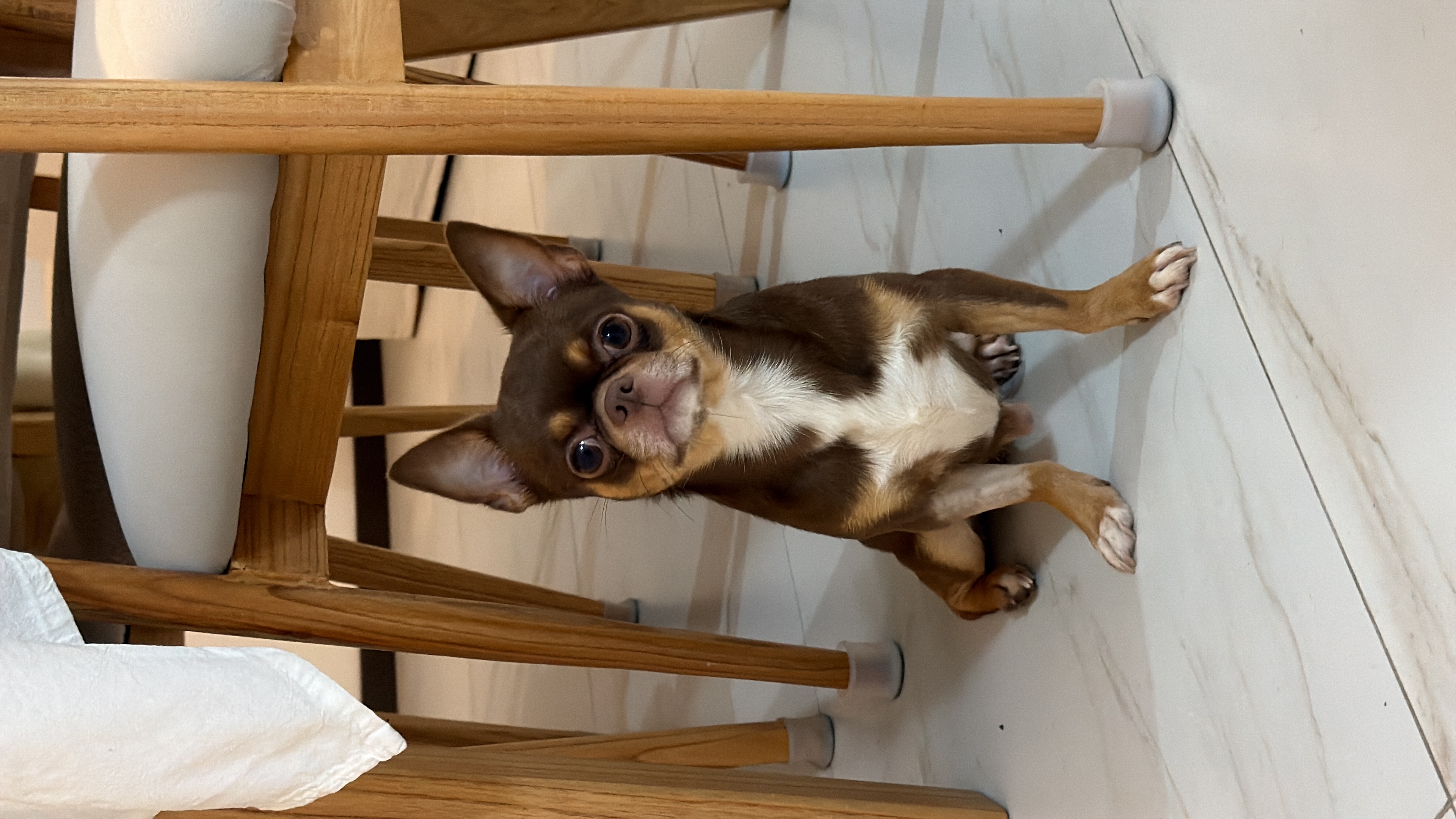 Milo, chihuahua color chocolate, cabeza de venado, pelo corto