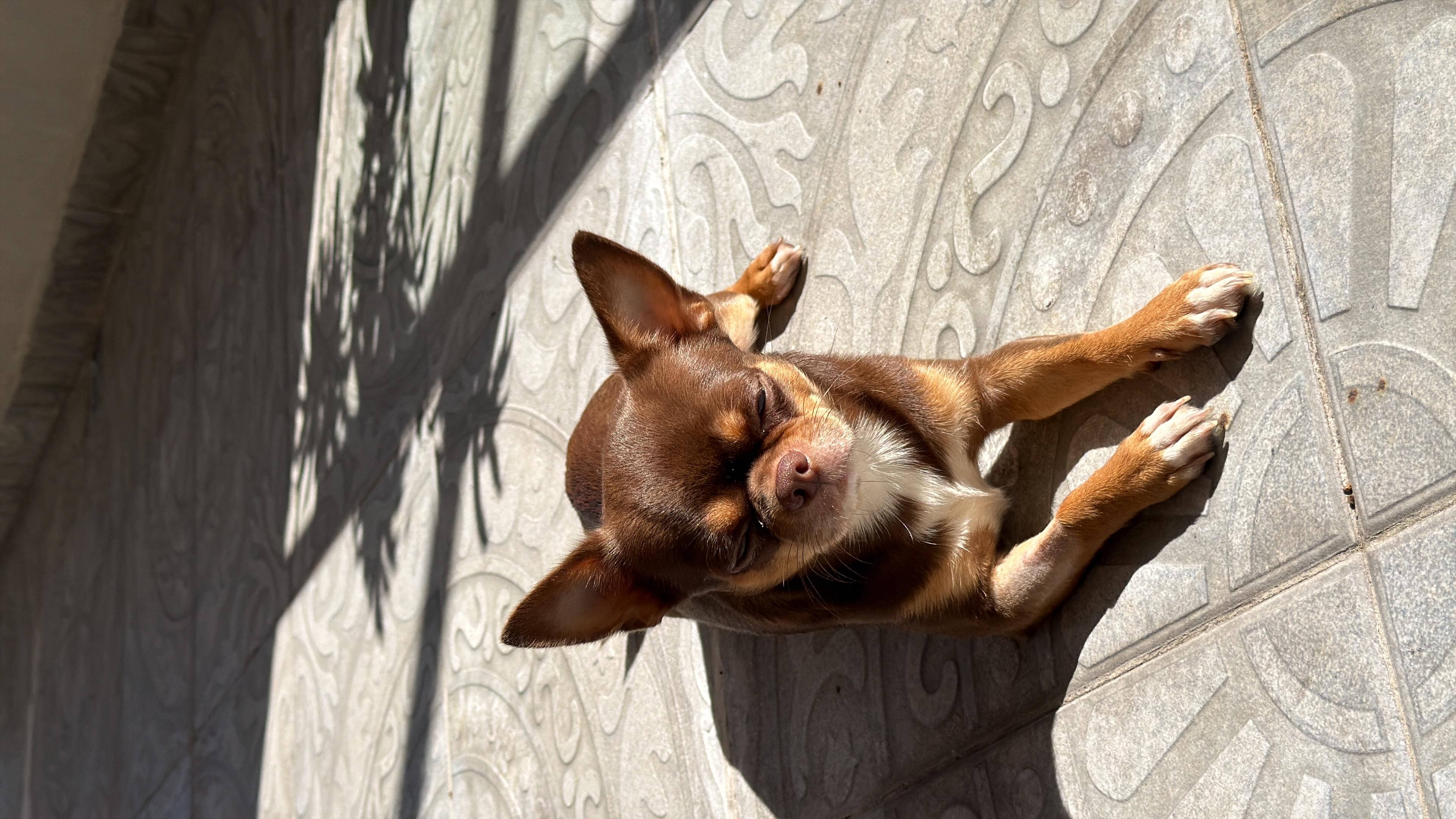 Milo, foto 2