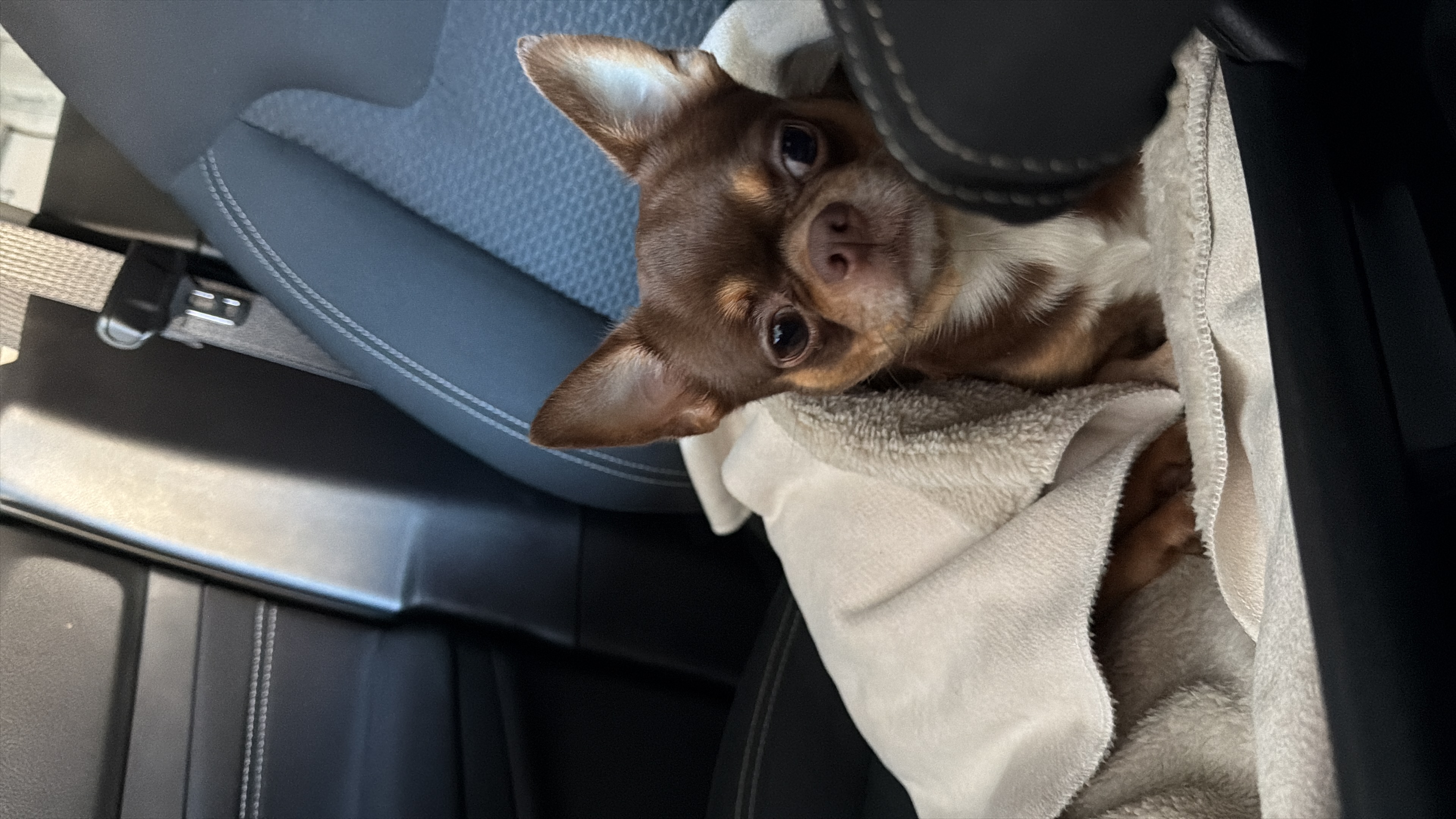 Milo, foto 3