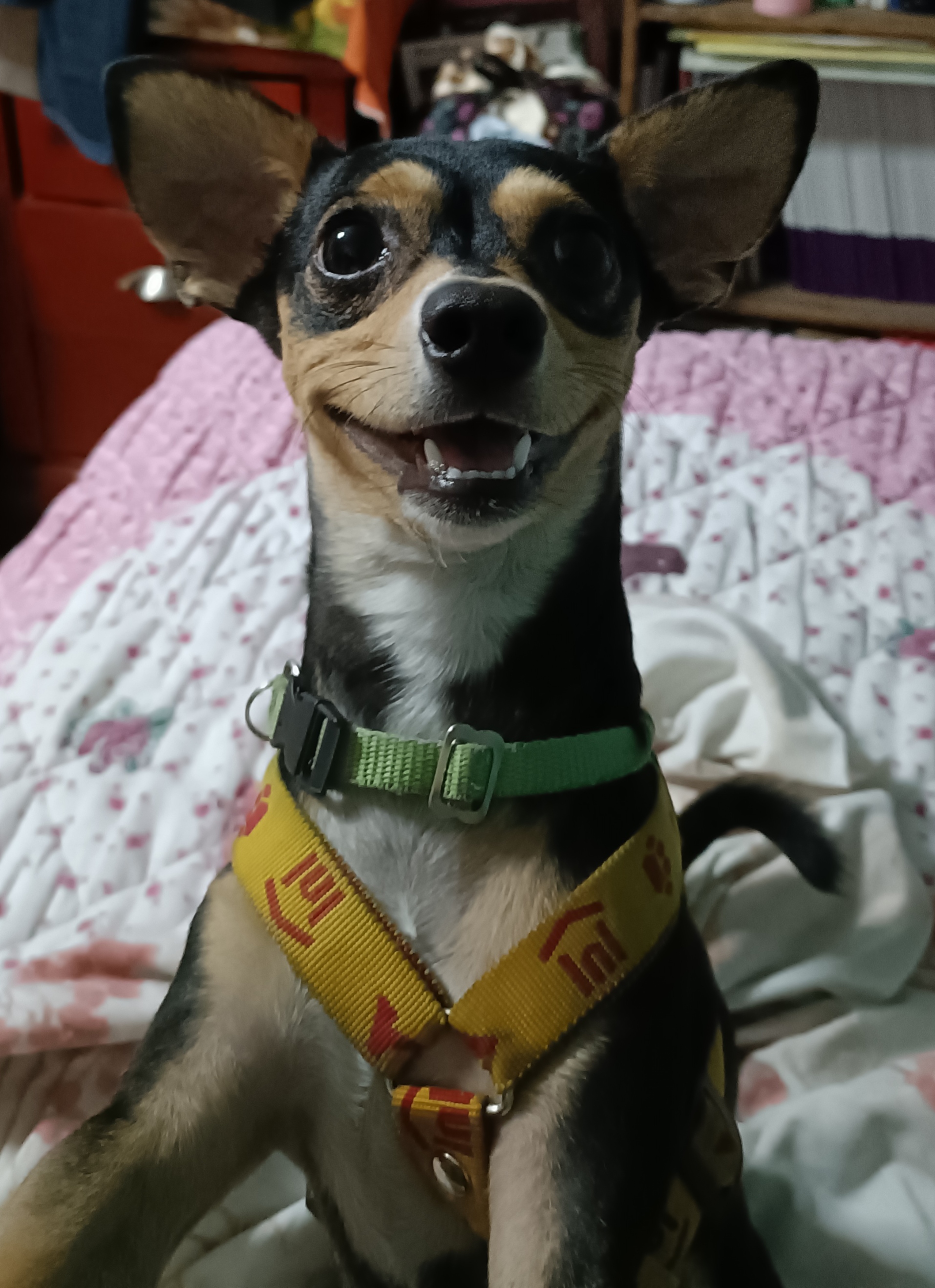 Nacho, chihuahua negro y miel, cabeza de venado, pelo corto