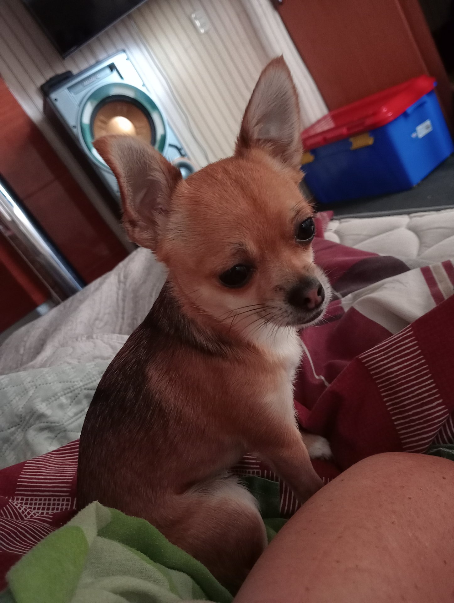 Canela, chihuahua color caramelo, cabeza de venado, pelo corto