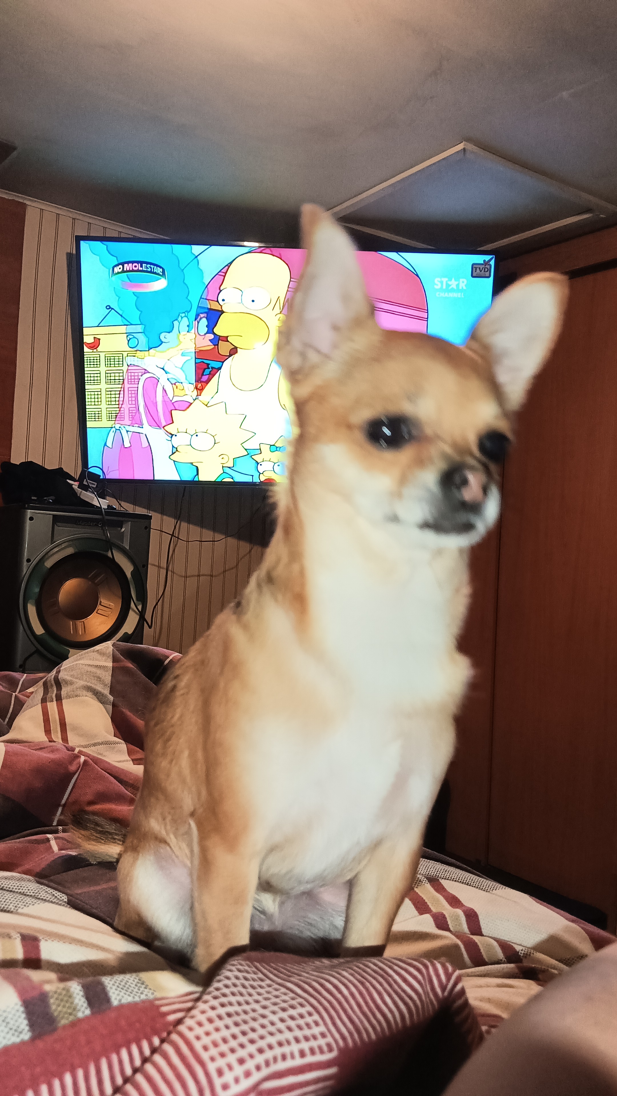 Canela, foto 2