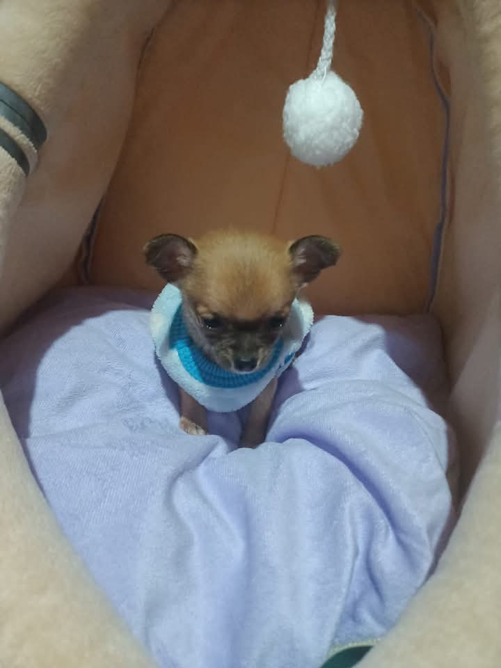 Canela, foto 3