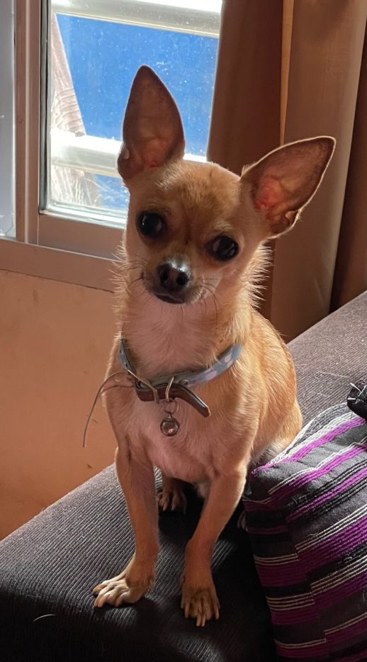 Jack, chihuahua marrón de pelo corto, cabeza de venado