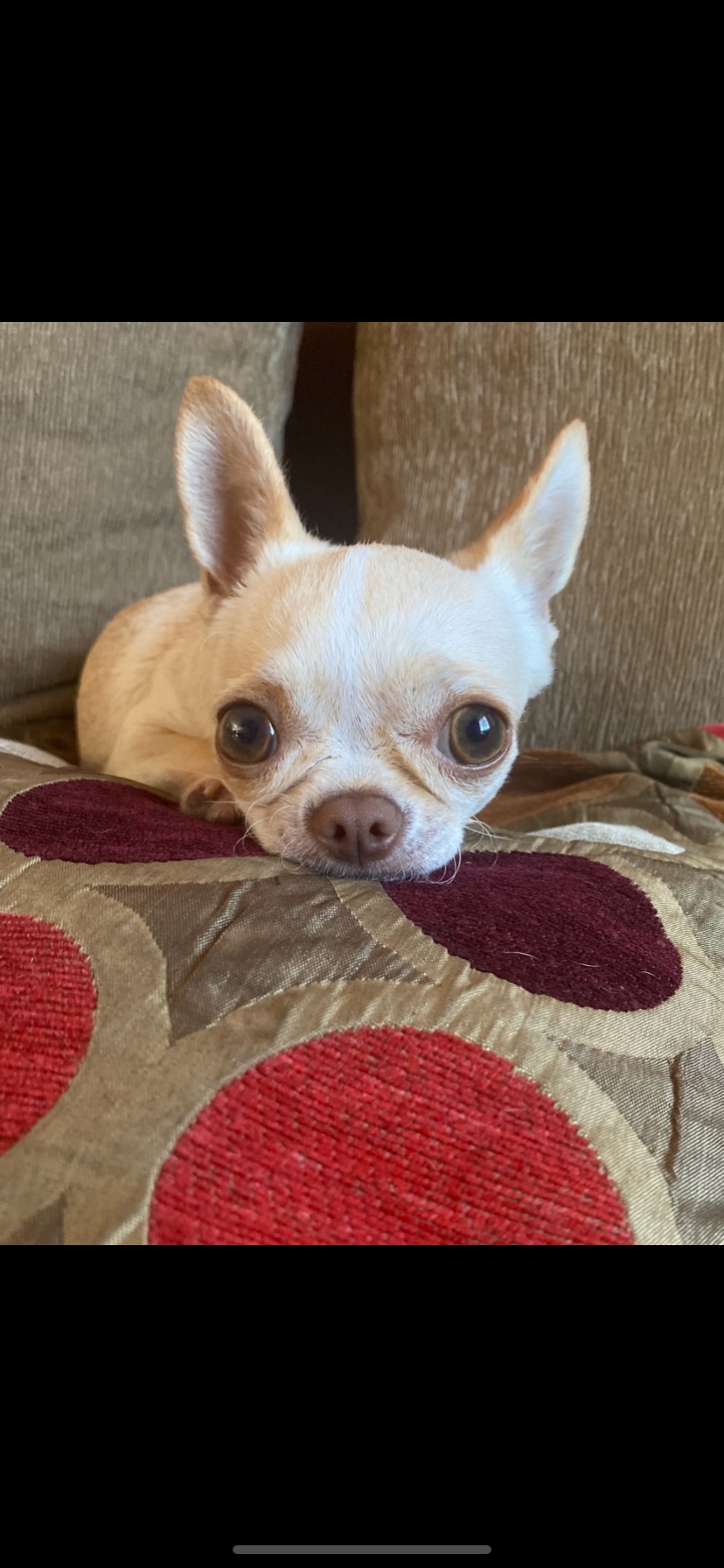 Pity, chihuahua color crema con blanco, cabeza de manzana, pelo corto