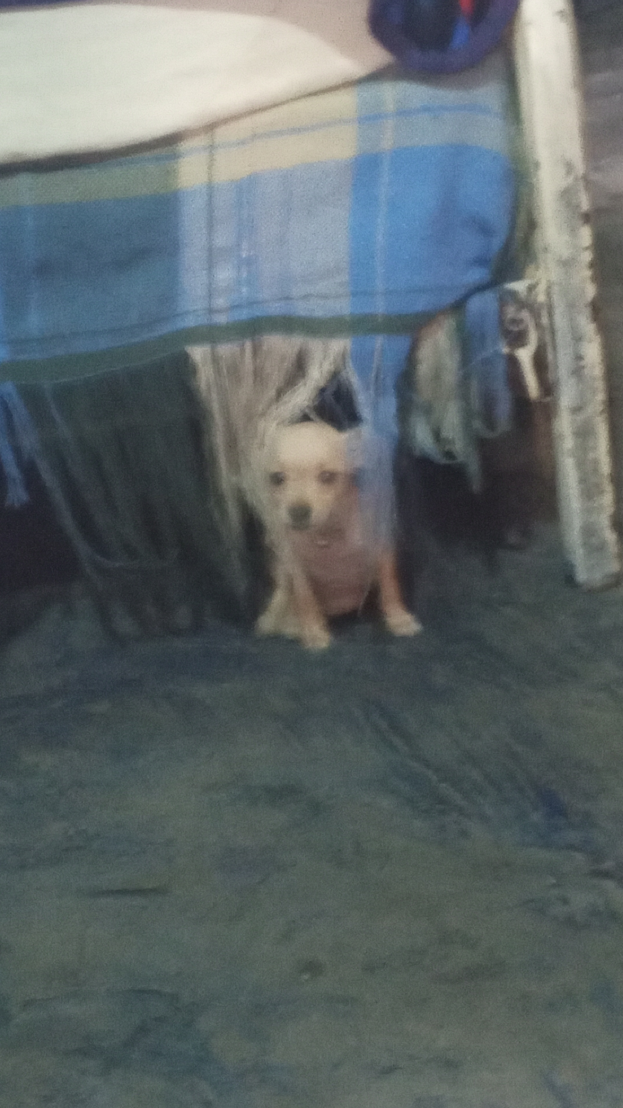 Clohe, chihuahua color crema, cabeza de venado, pelo corto
