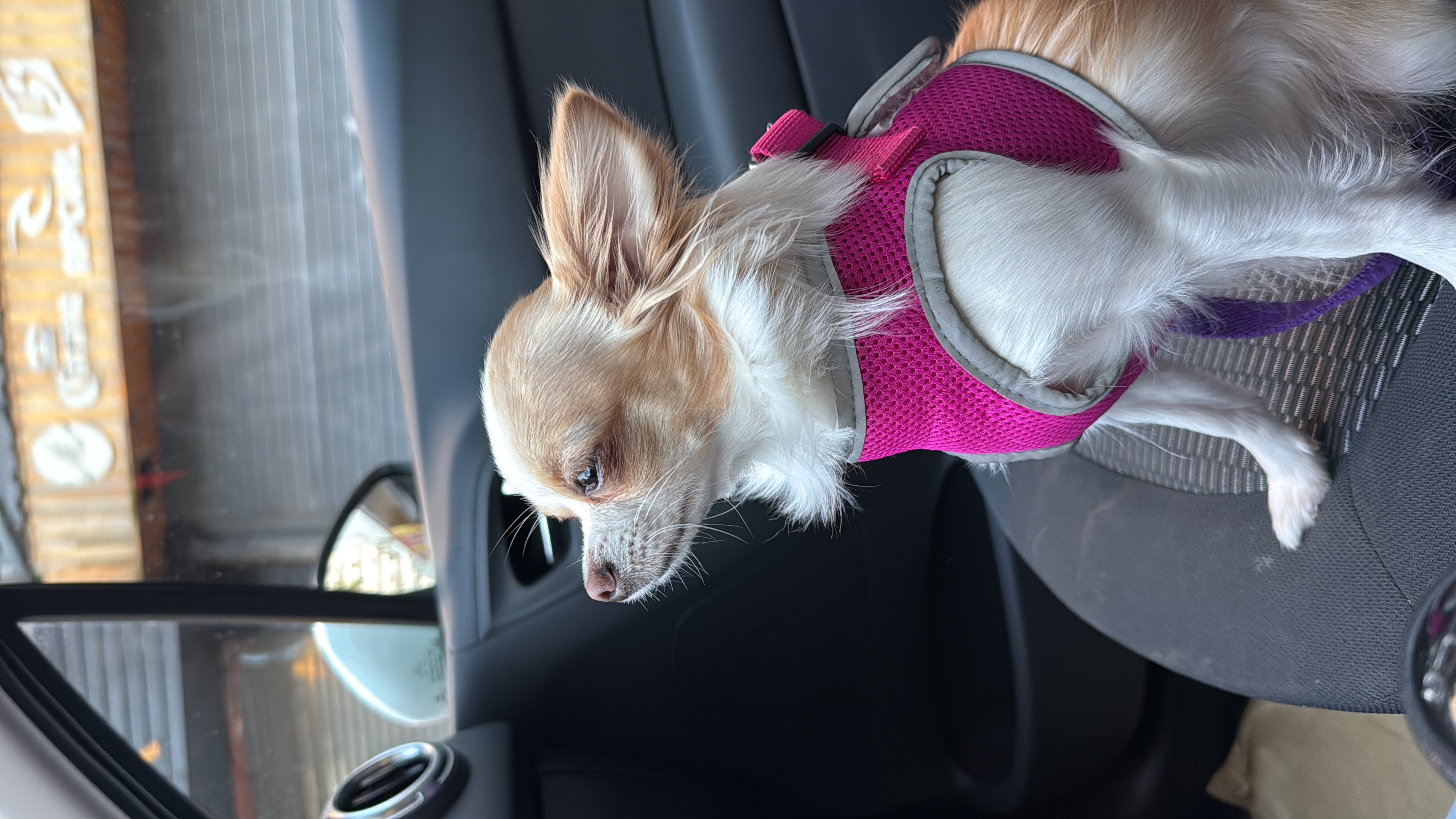Madison, chihuahua blanca y amarilla de pelo largo, cabeza de venado