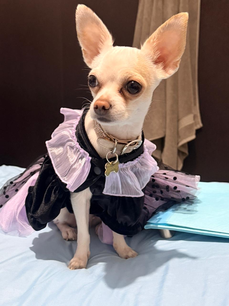 Bonnie Killer, chihuahua blanca, cabeza de manzana, pelo corto