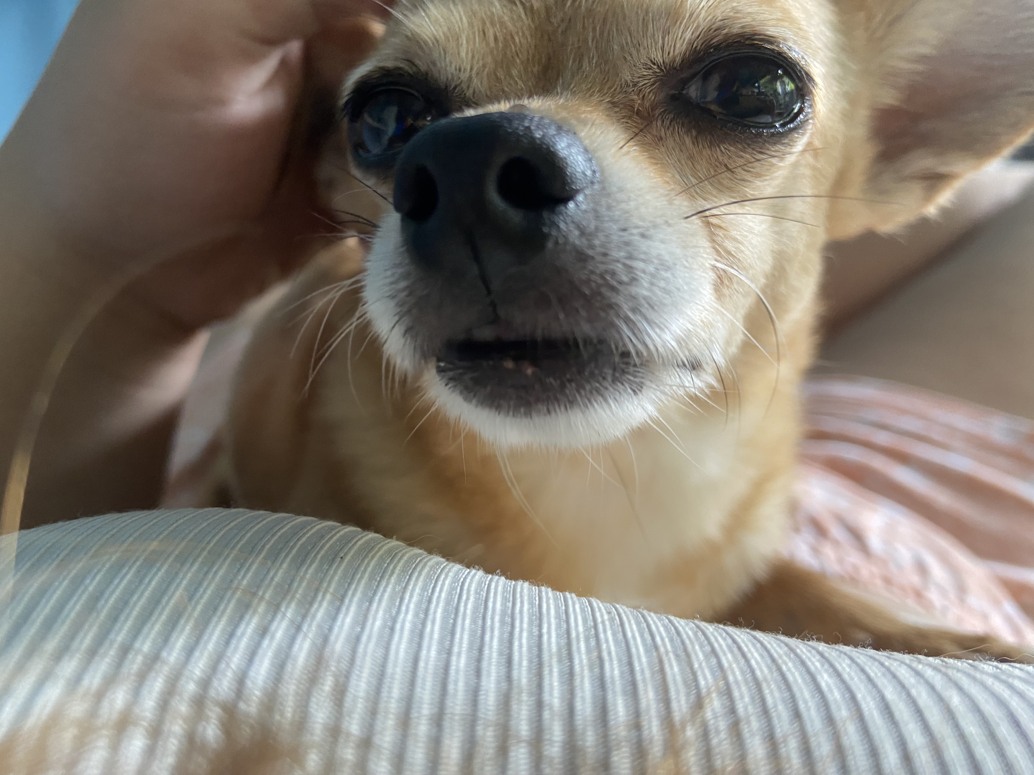 Luna, chihuahua color café, cabeza de venado, pelo corto