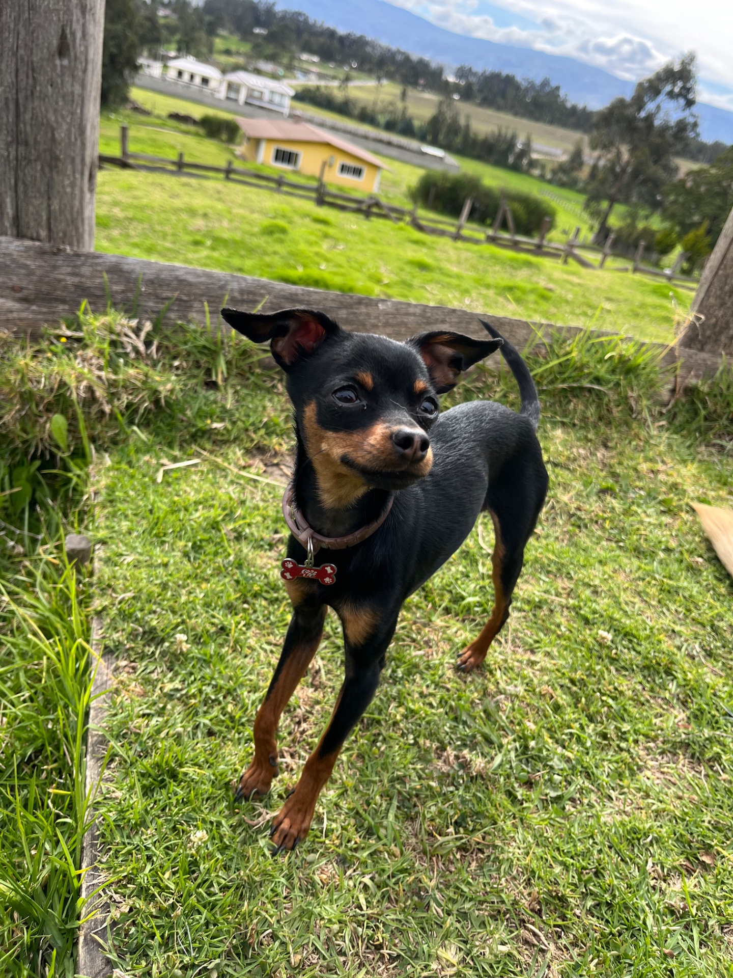 Pipo, chihuahua negro con café, cabeza de venado, pelo corto