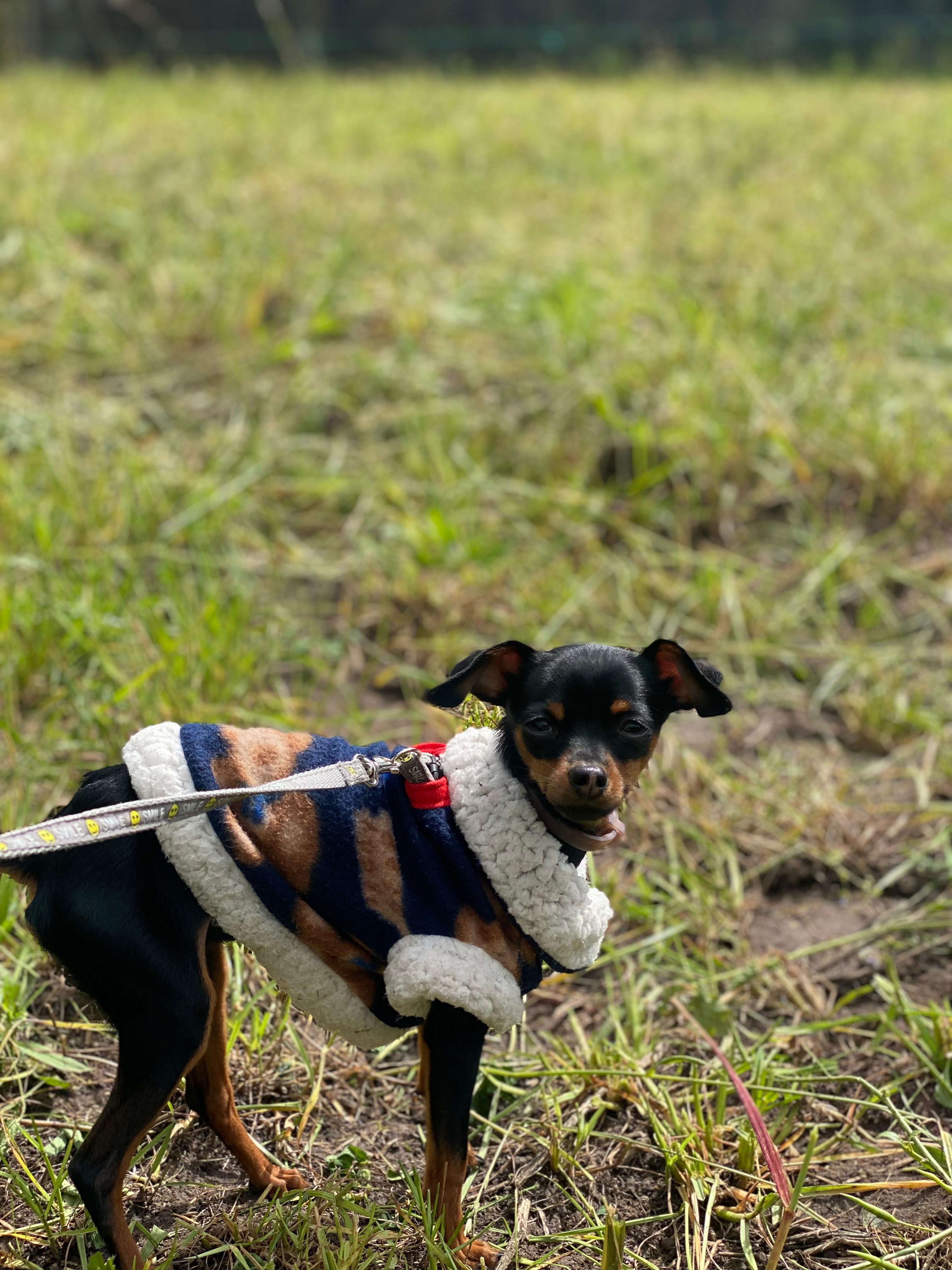 Pipo, foto 3