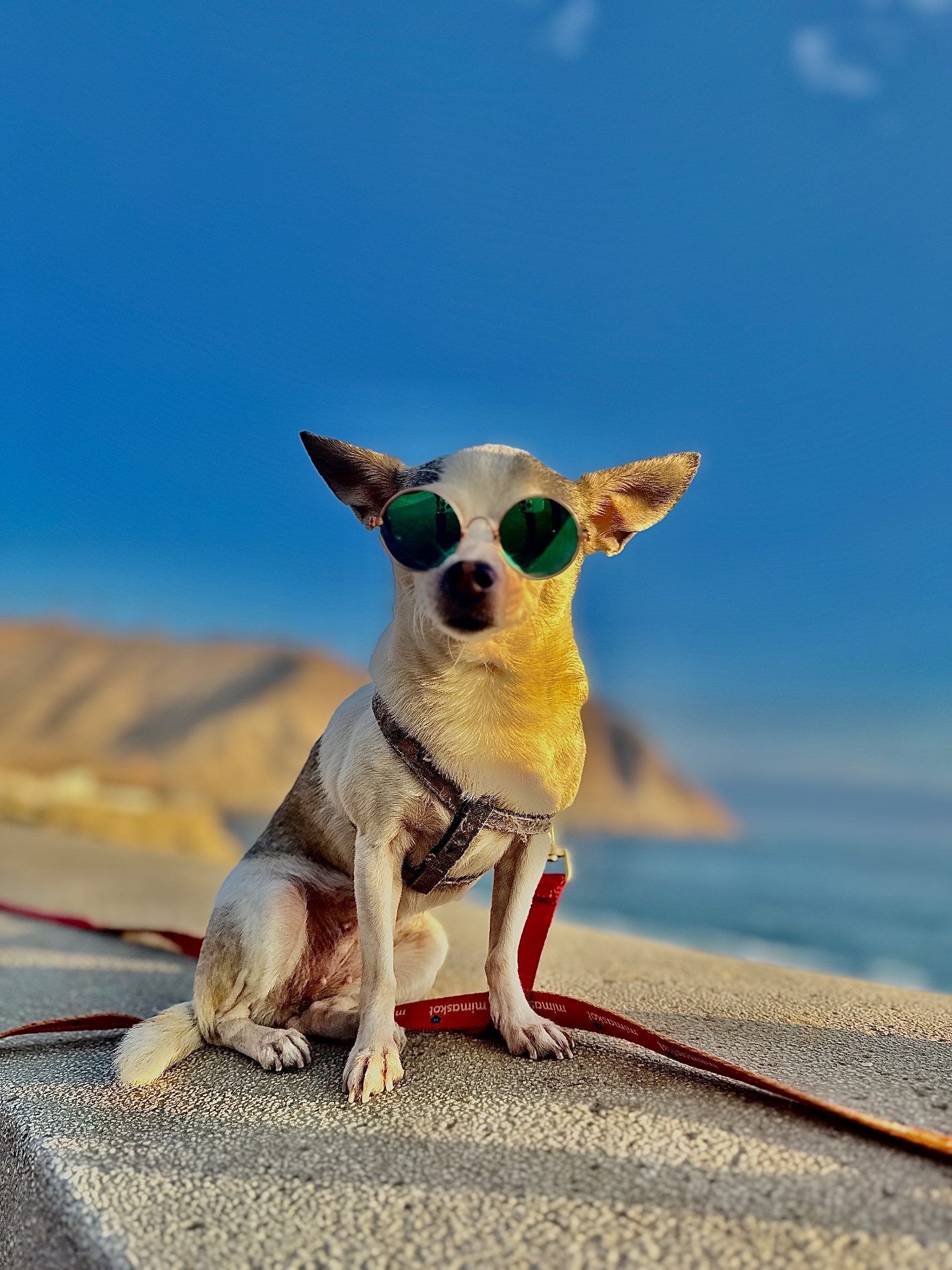 Cookie, chihuahua blanca con plomo, cabeza de venado, pelo corto