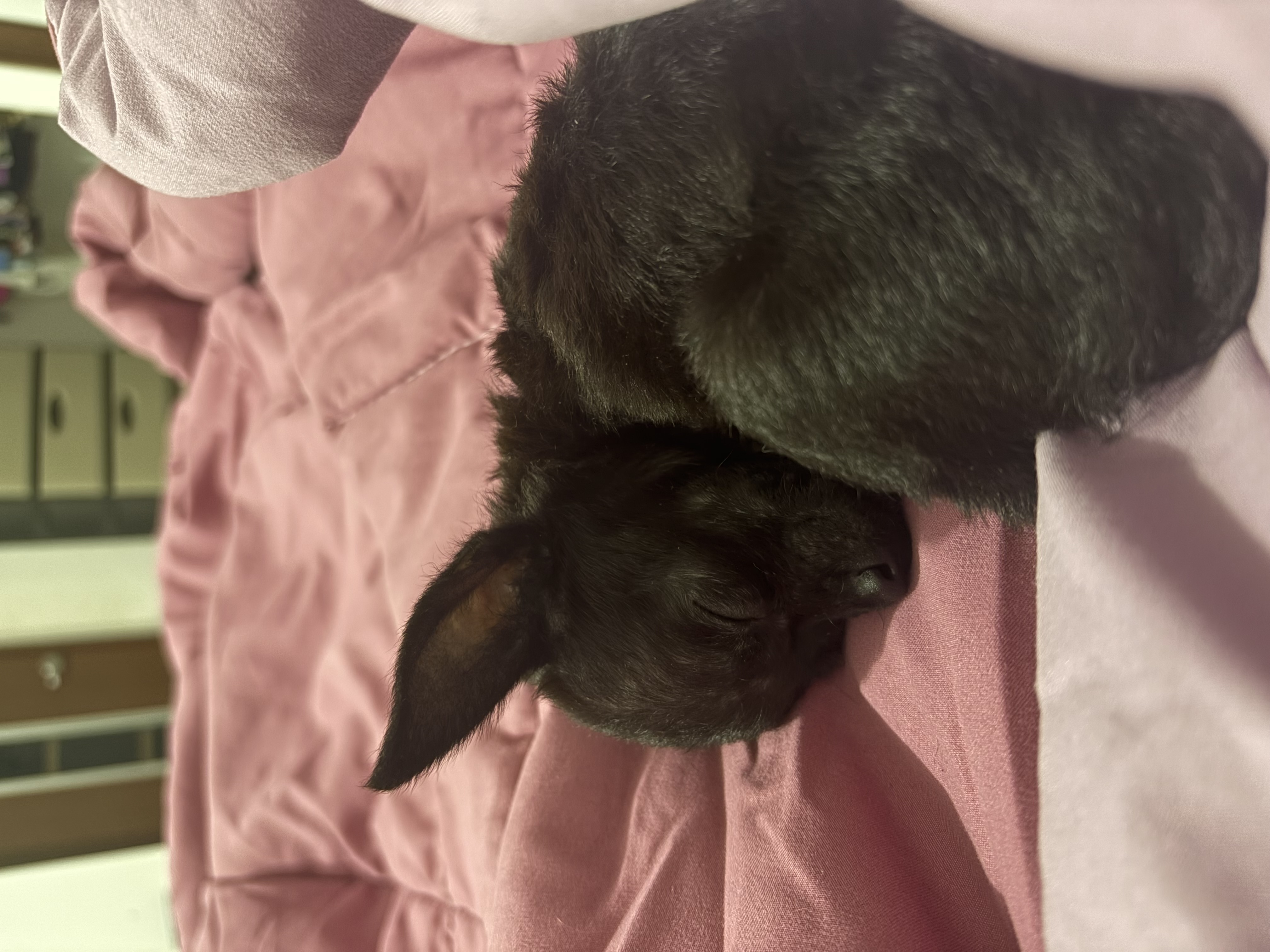 Oreo, chihuahua negro de pelo largo, cabeza de manzana
