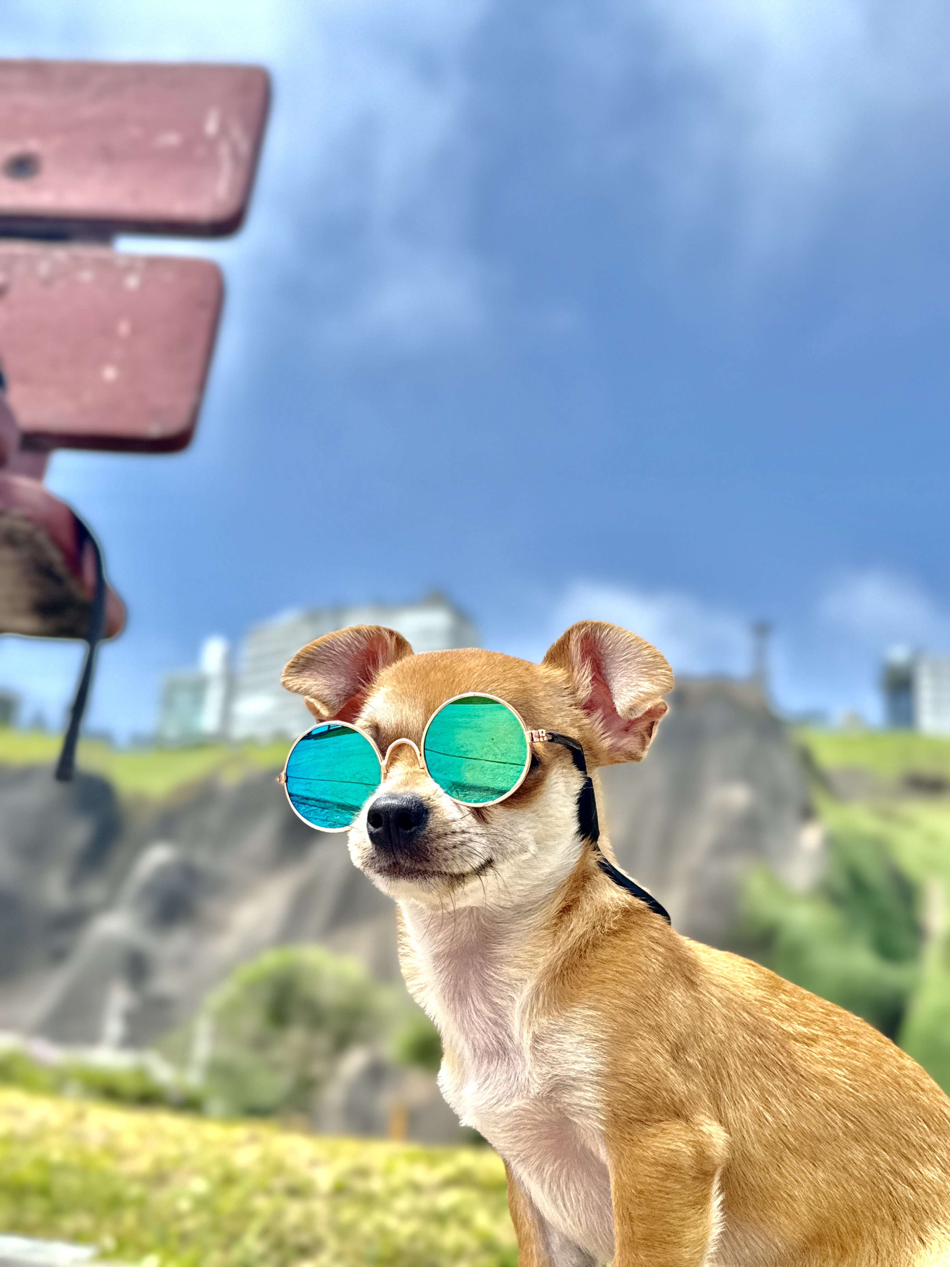 Lockie, chihuahua color caramelo, cabeza de venado, pelo corto