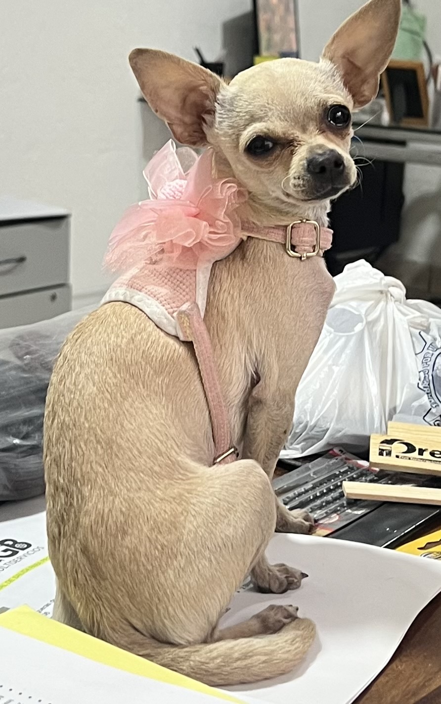 Molly, chihuahua color miel, cabeza de manzana, pelo corto