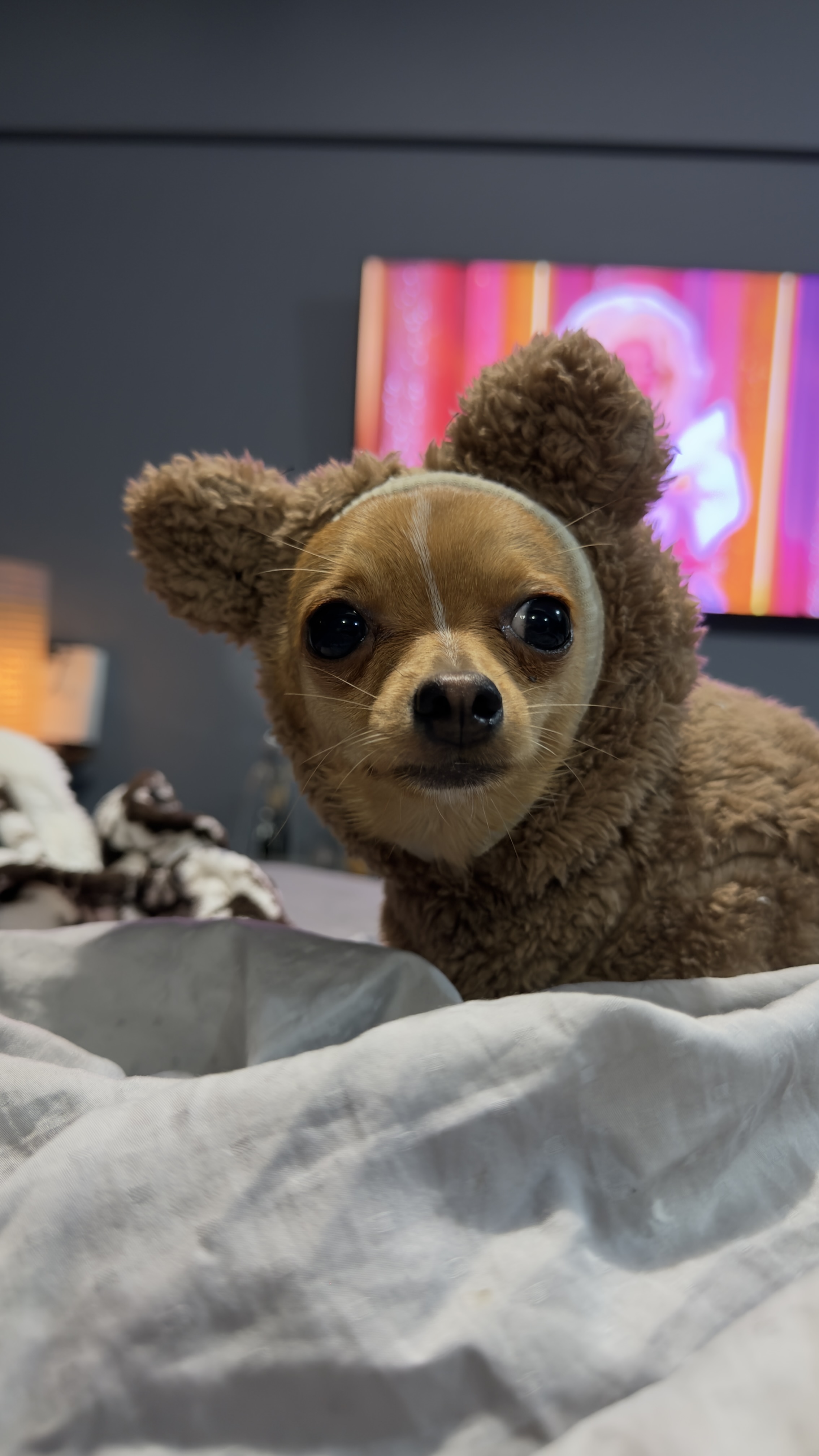 Tonka, chihuahua marrón claro, cabeza de venado, pelo corto