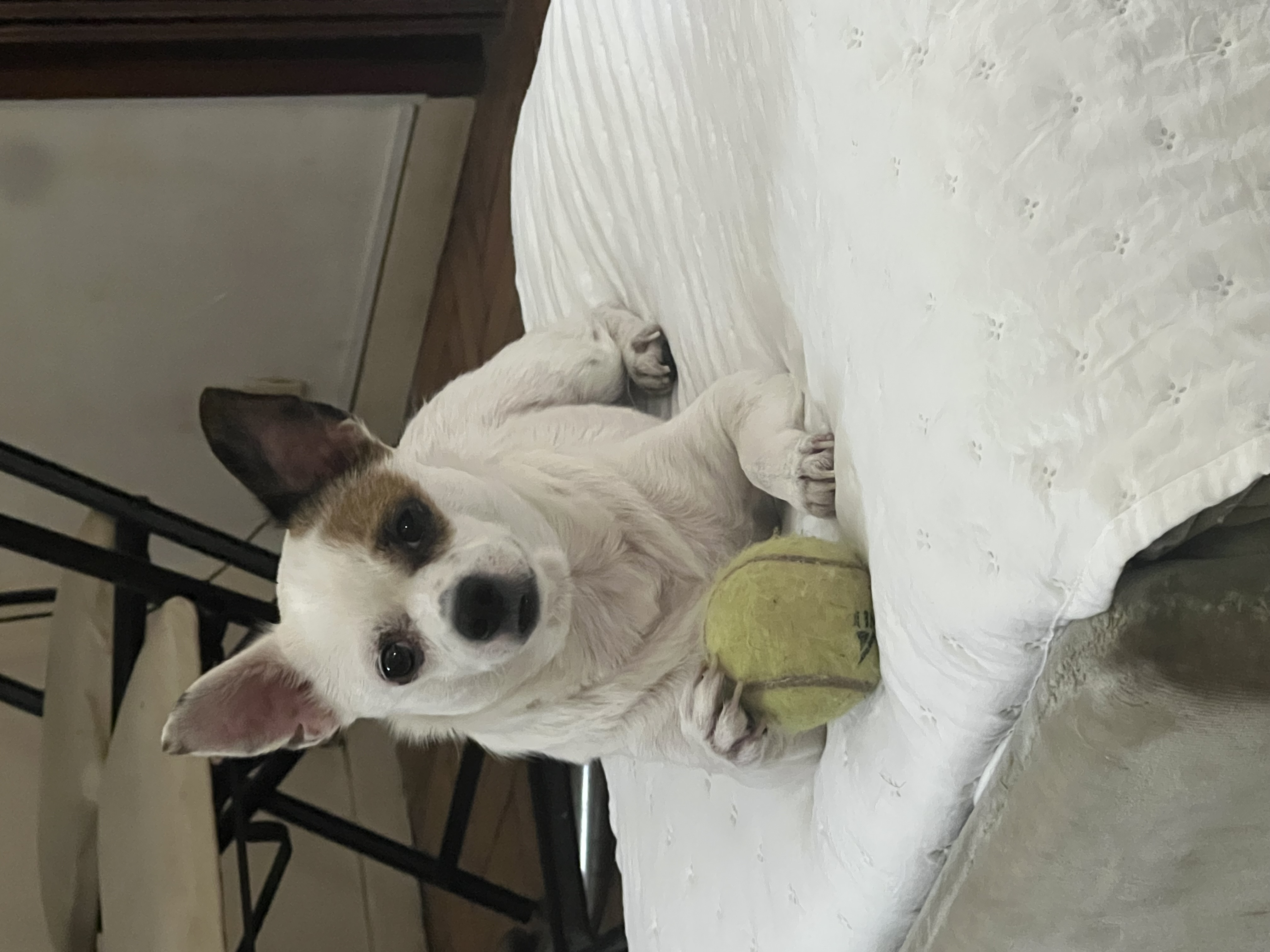Cobito, chihuahua blanco con marrón, cabeza de venado, pelo corto