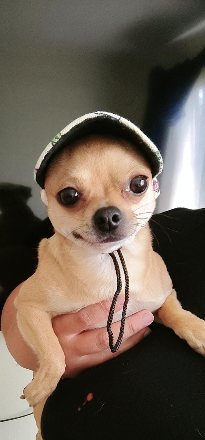 Benji, chihuahua color amarillo, cabeza de manzana, pelo corto
