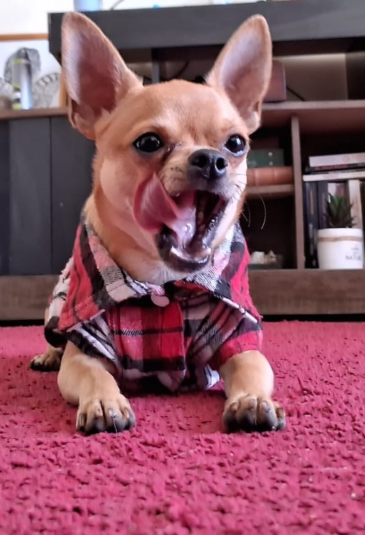 Benji, foto 2