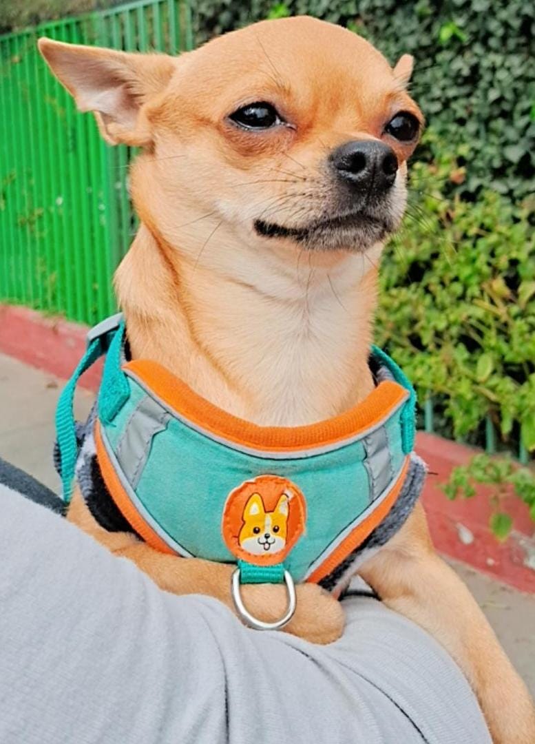 Benji, foto 3