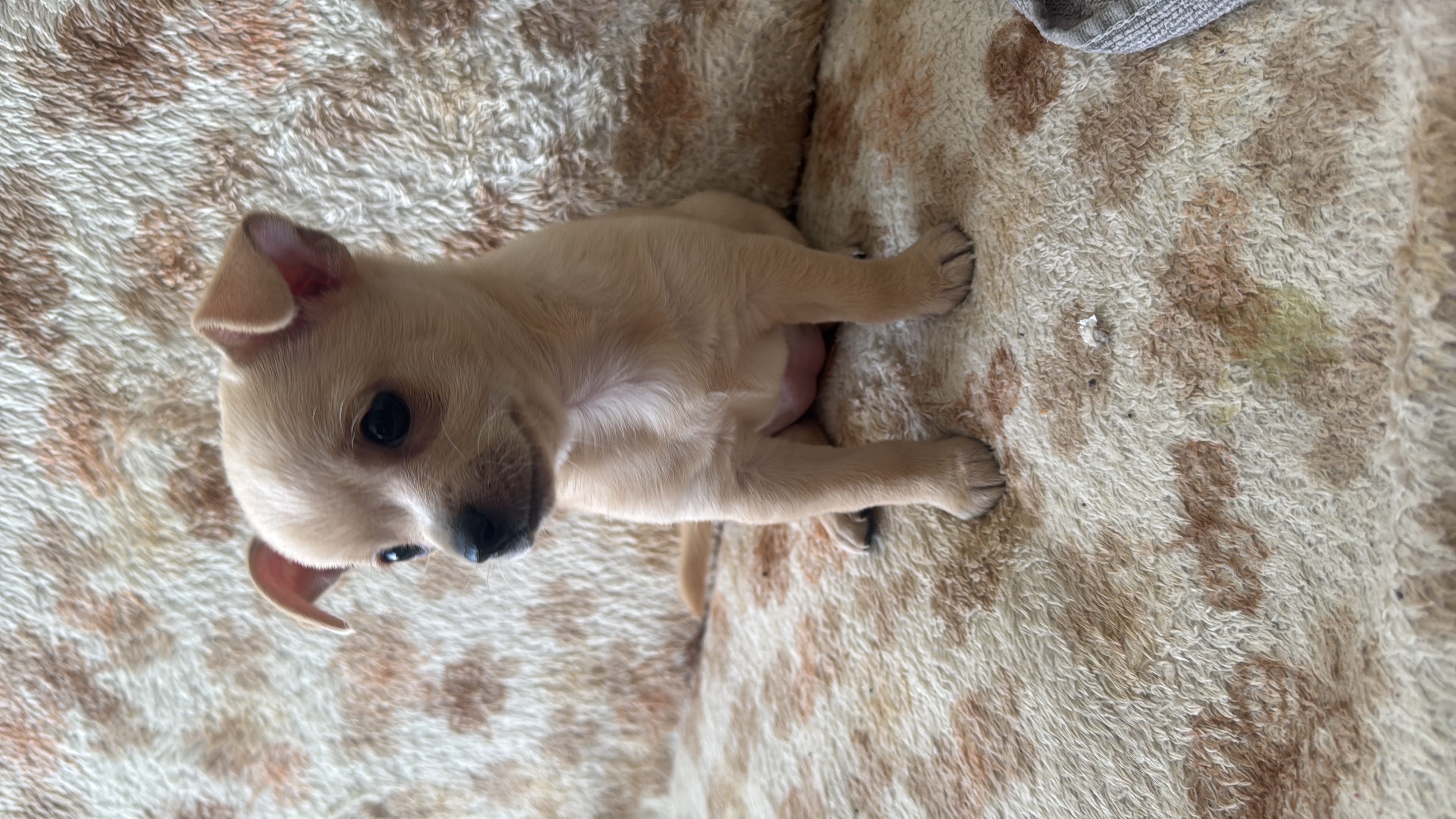Chloe, chihuahua color crema, cabeza de manzana, pelo corto