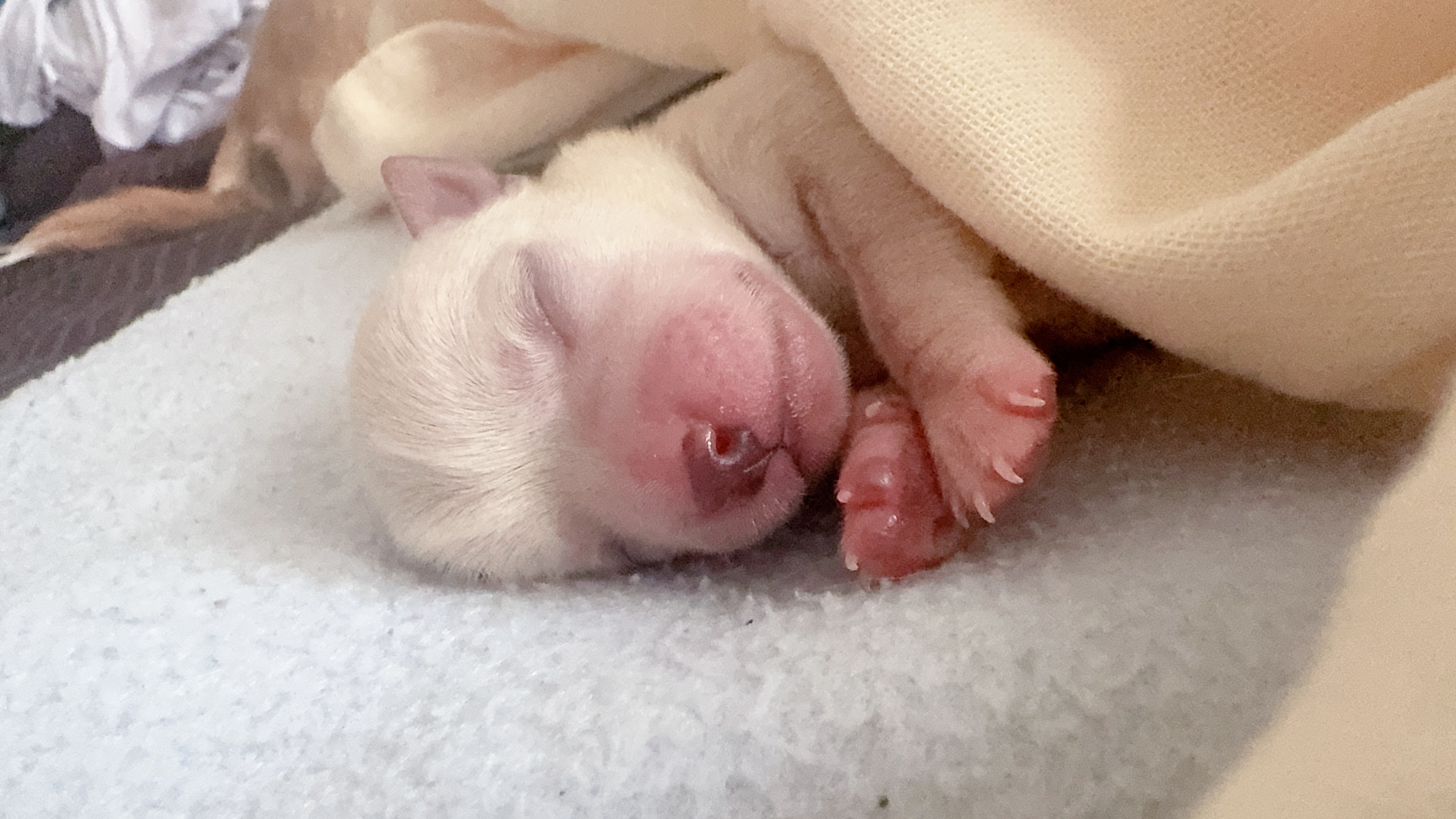 Chloe, foto 2