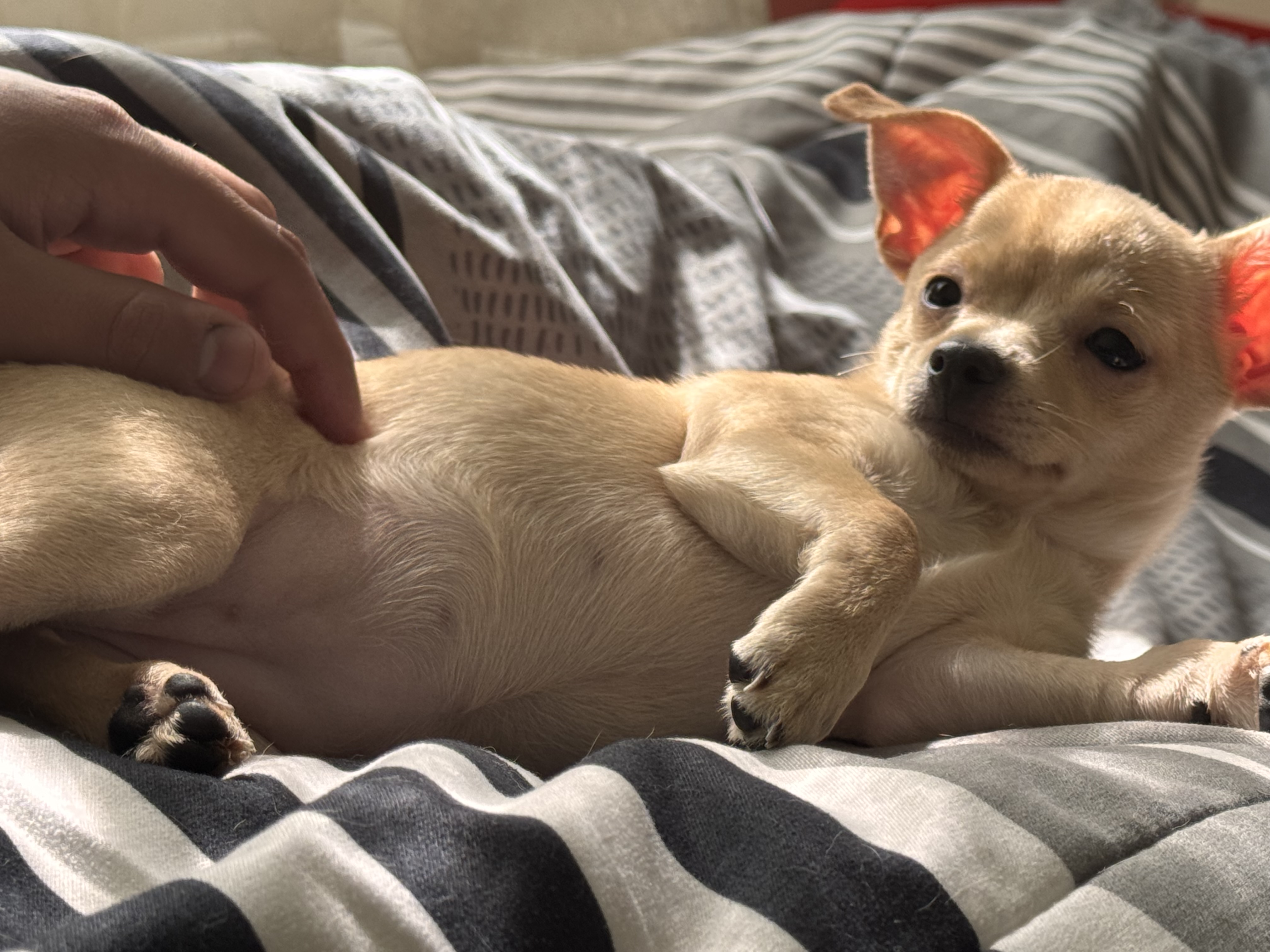 Chloe, foto 3