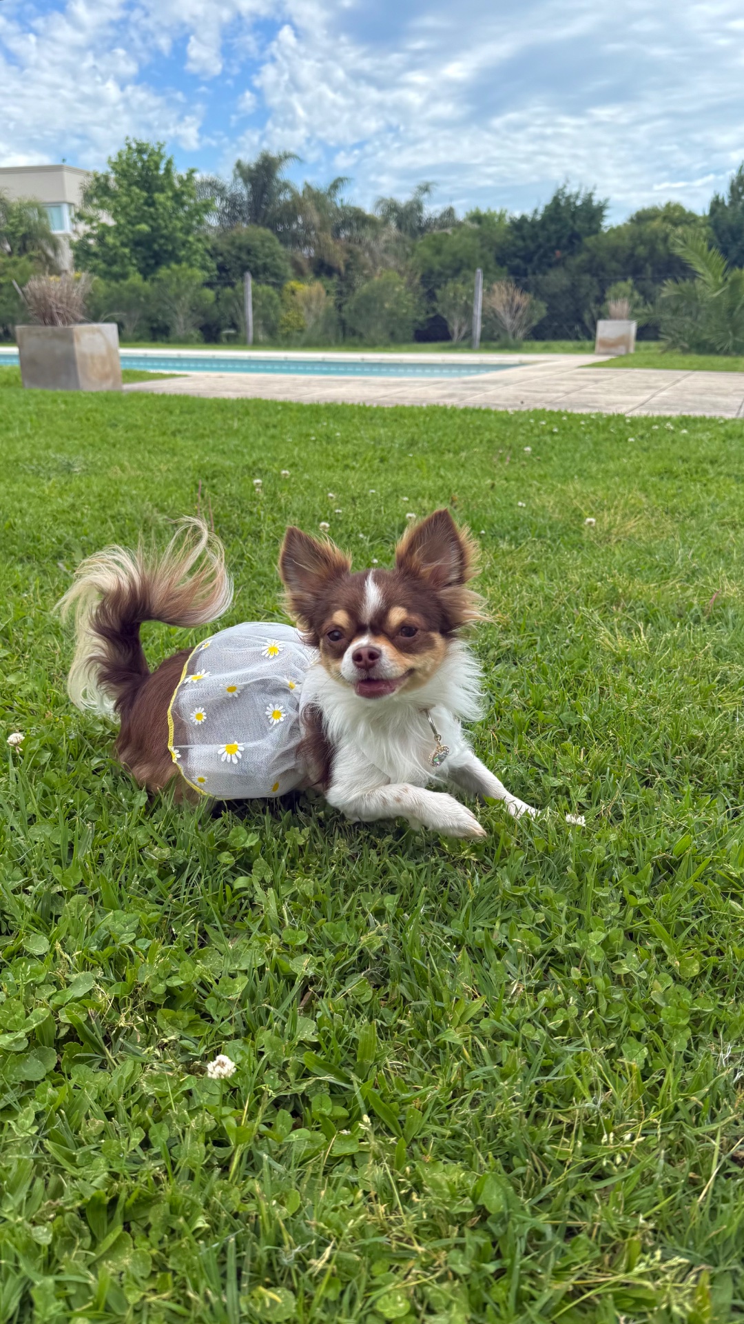 Prada, chihuahua marrón y blanco de pelo largo, cabeza de venado