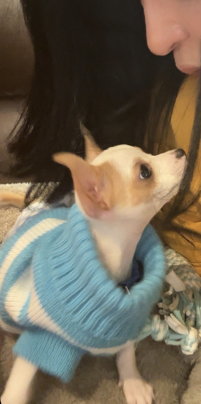 Mirko, chihuahua color crema y caramelo, cabeza de venado, pelo corto