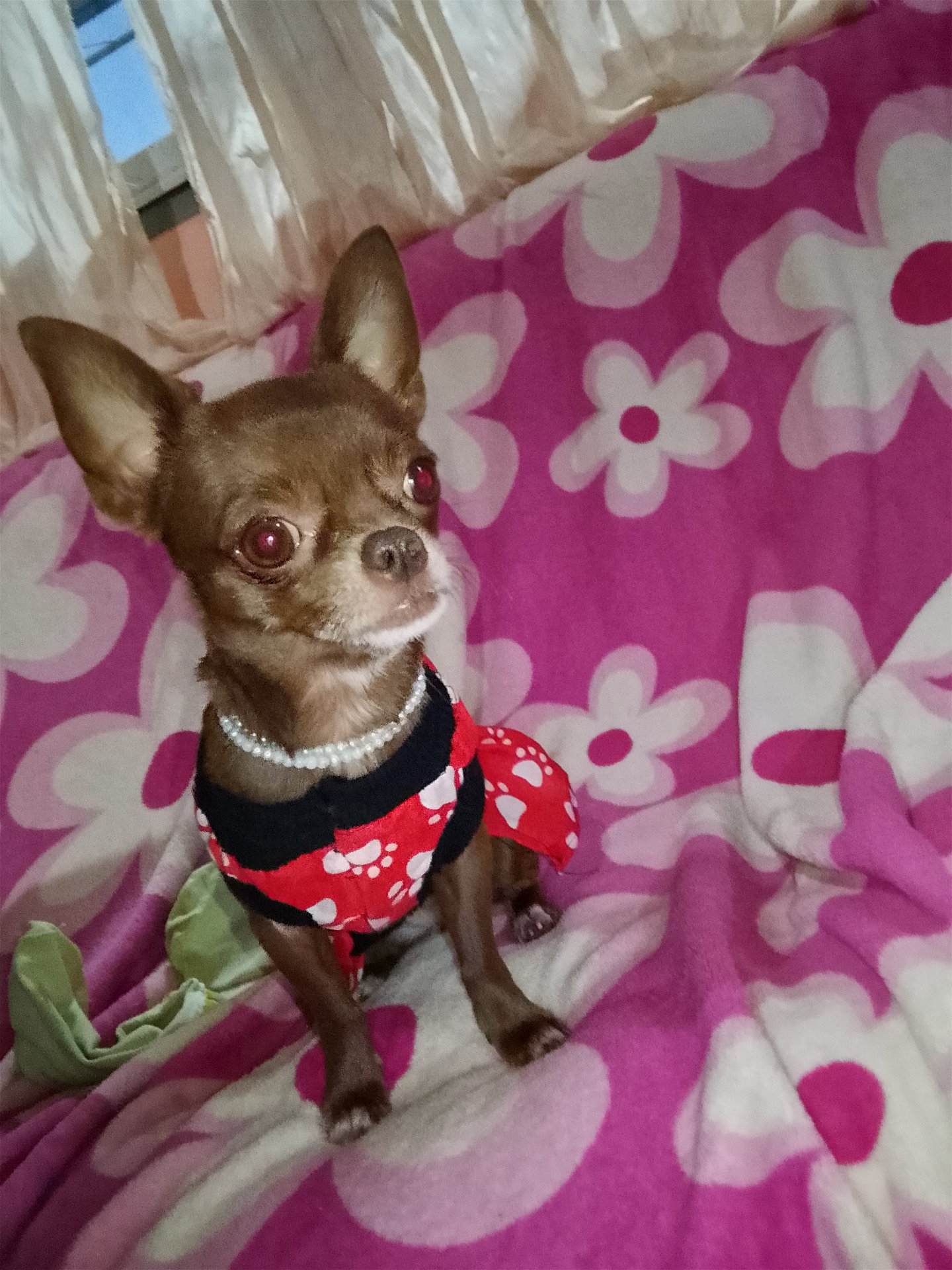 Chloe, foto 2