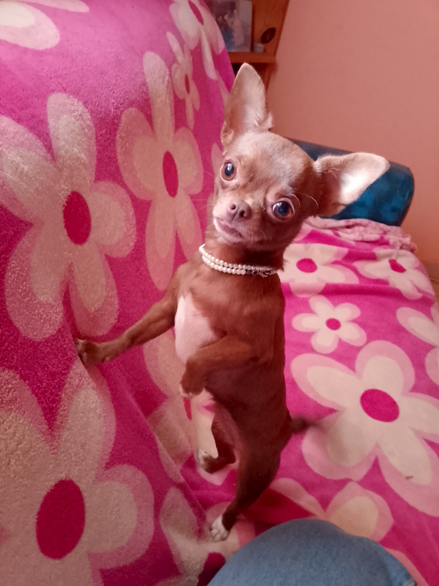Chloe, chihuahua chocolate y blanco, cabeza de manzana, pelo corto