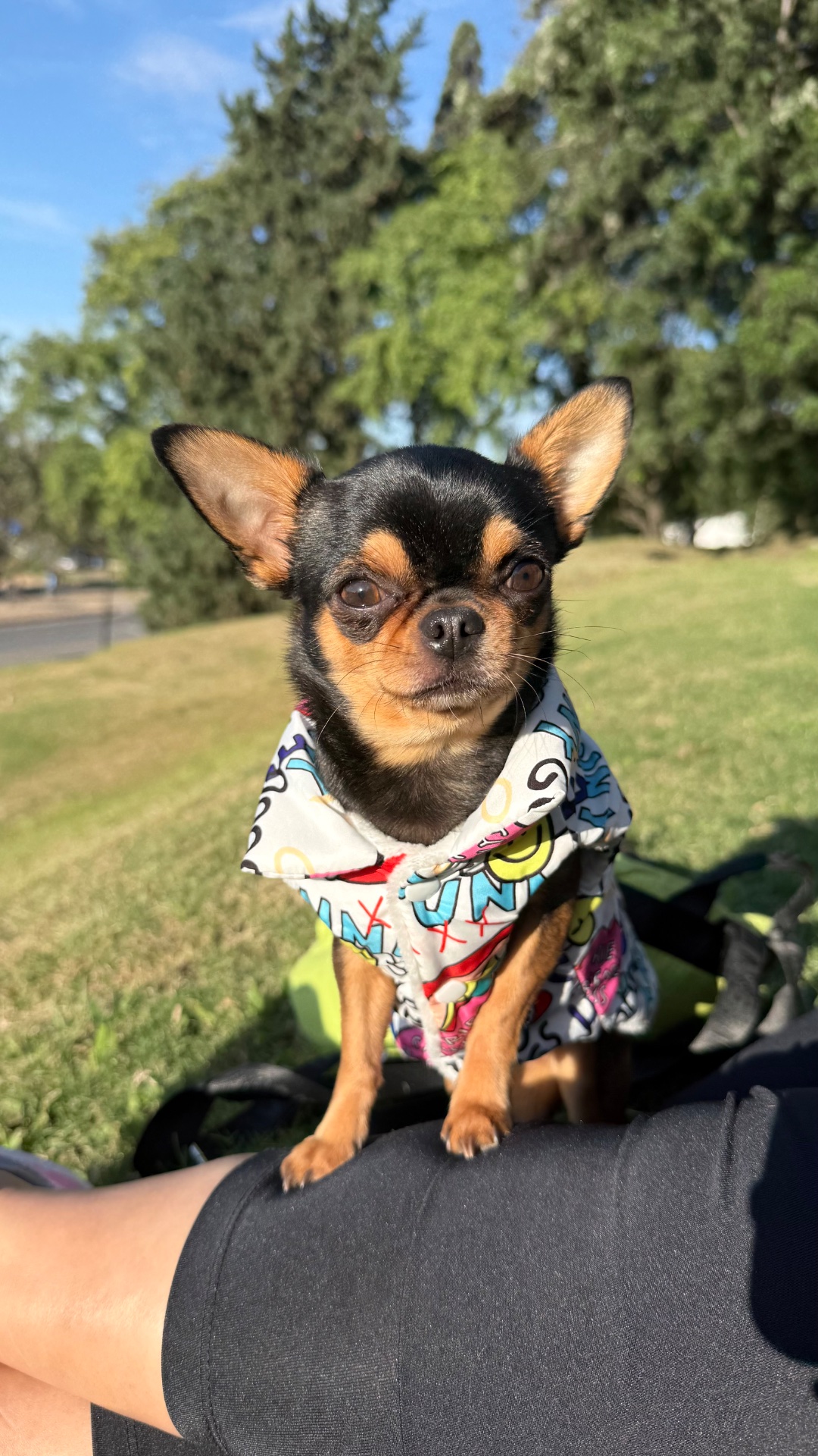 Roma, chihuahua negro y fuego, cabeza de manzana, pelo corto