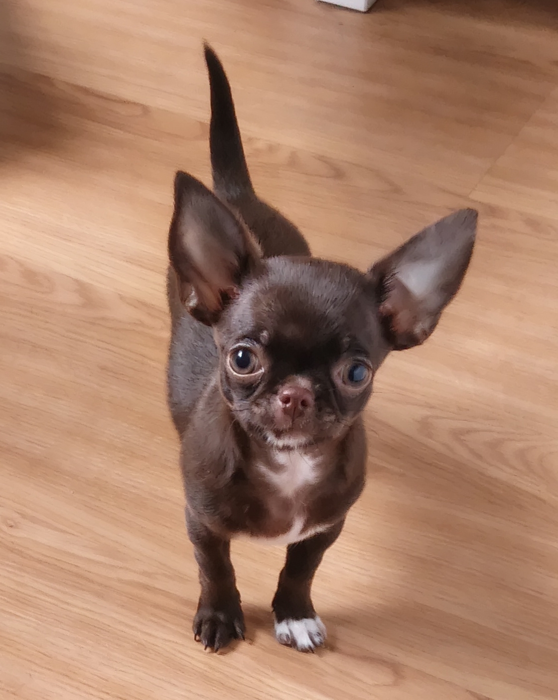 Mayra, chihuahua chocolate y pecho blanco, cabeza de manzana, pelo corto