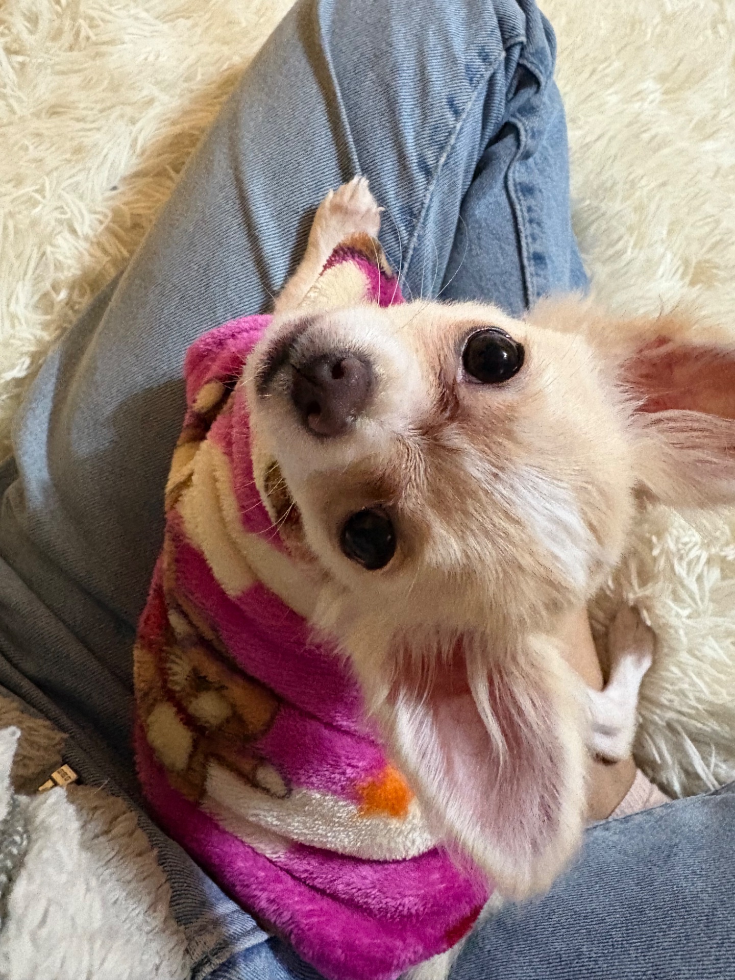 Michelle, chihuahua color caramelo de pelo largo, cabeza de manzana