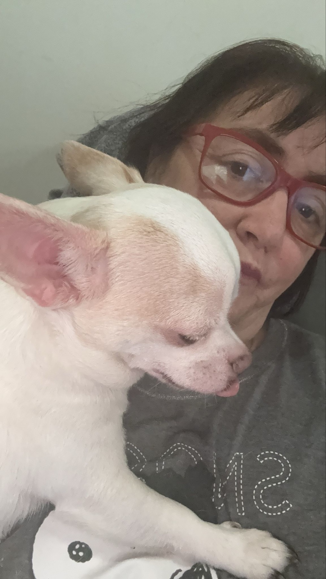 Joy, chihuahua crema y marrón, cabeza de manzana, pelo corto